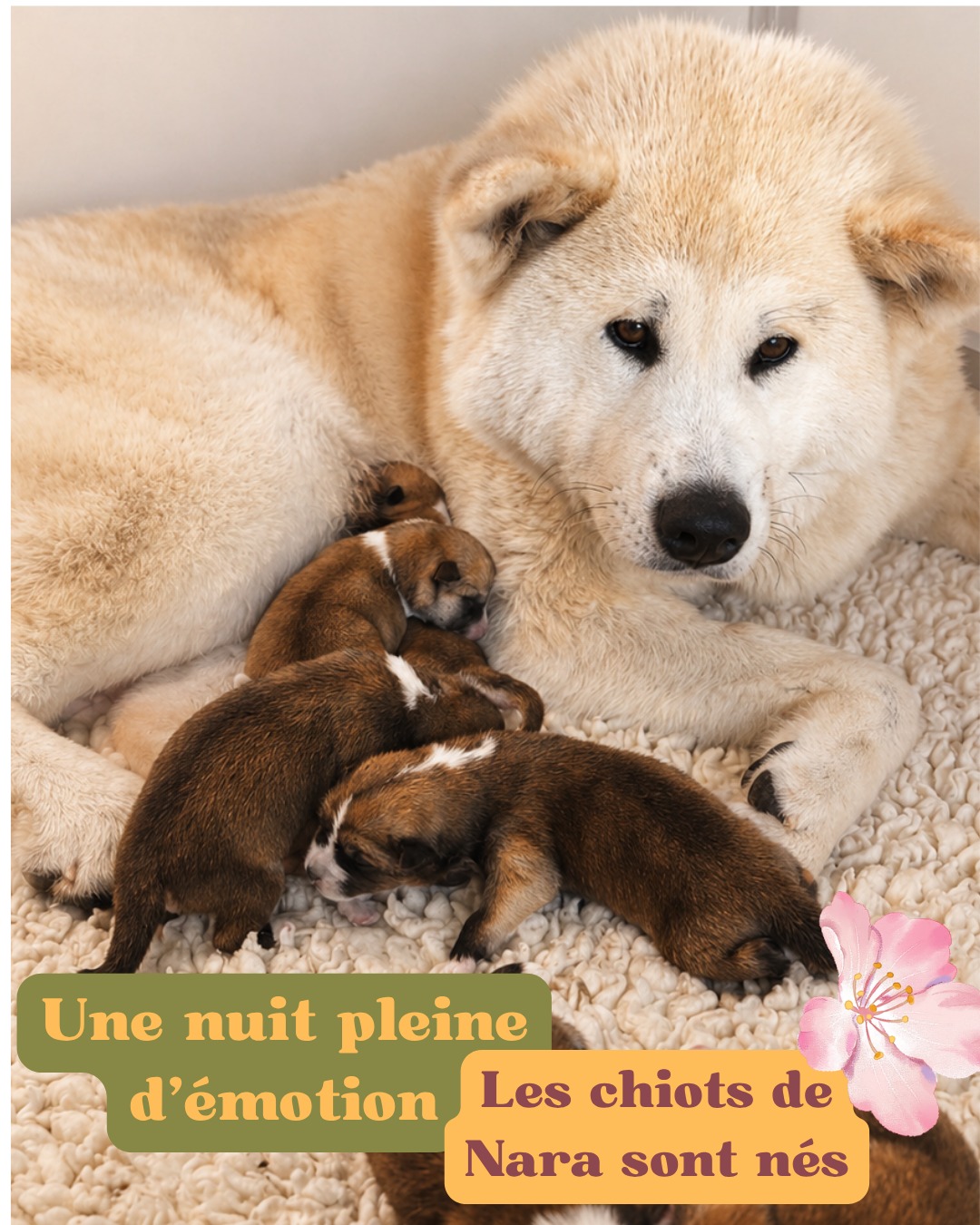 ✨ Naissance des chiots de Nara des dragons du soleil rouge
Dans la soirée du 25 avril, vers 21h,
Nara a commencé à donner naissance à ses petits… 🐾
Une nuit hors du temps, toujours aussi forte à vivre,
qui s’est doucement poursuivie jusqu’au petit matin,
pour s’achever vers 4h 🌙
Au total, 7 chiots ont vu le jour : 4 femelles et 3 mâles 🤍
Nous avons d’abord découvert les 4 femelles,
puis sont arrivés les 3 mâles…
une petite surprise que j’ai trouvée assez amusante
Les premiers instants ont demandé un peu d’attention pour deux petits,
le temps de les réchauffer, de les accompagner,
et de les guider vers leur maman…
sous son regard plein de confiance ✨
Aujourd’hui, tout le monde se porte à merveille ❤️
Nara est une maman douce, attentive
et entièrement dévouée à ses chiots
👉 Certains petits sont encore à la recherche de leur famille pour la vie 🏡
Je prends toujours le temps d’échanger avec vous,
pour que chaque rencontre soit juste,
autant pour le chiot que pour sa future famille
💬 Dites-moi en commentaire : plutôt team mâle ou femelle ?
📍 Disponible à l’adoption à Valence (Drôme)
📩 Pour plus d’infos, envoyez-nous un message privé ou consultez notre page ➡️ @akita_inu_esprit_du_kitsune
#akitalovers #puppies #japanesedog #akitainu #éleveurpassionné #auvergnerhonealpes #chiotdisponible