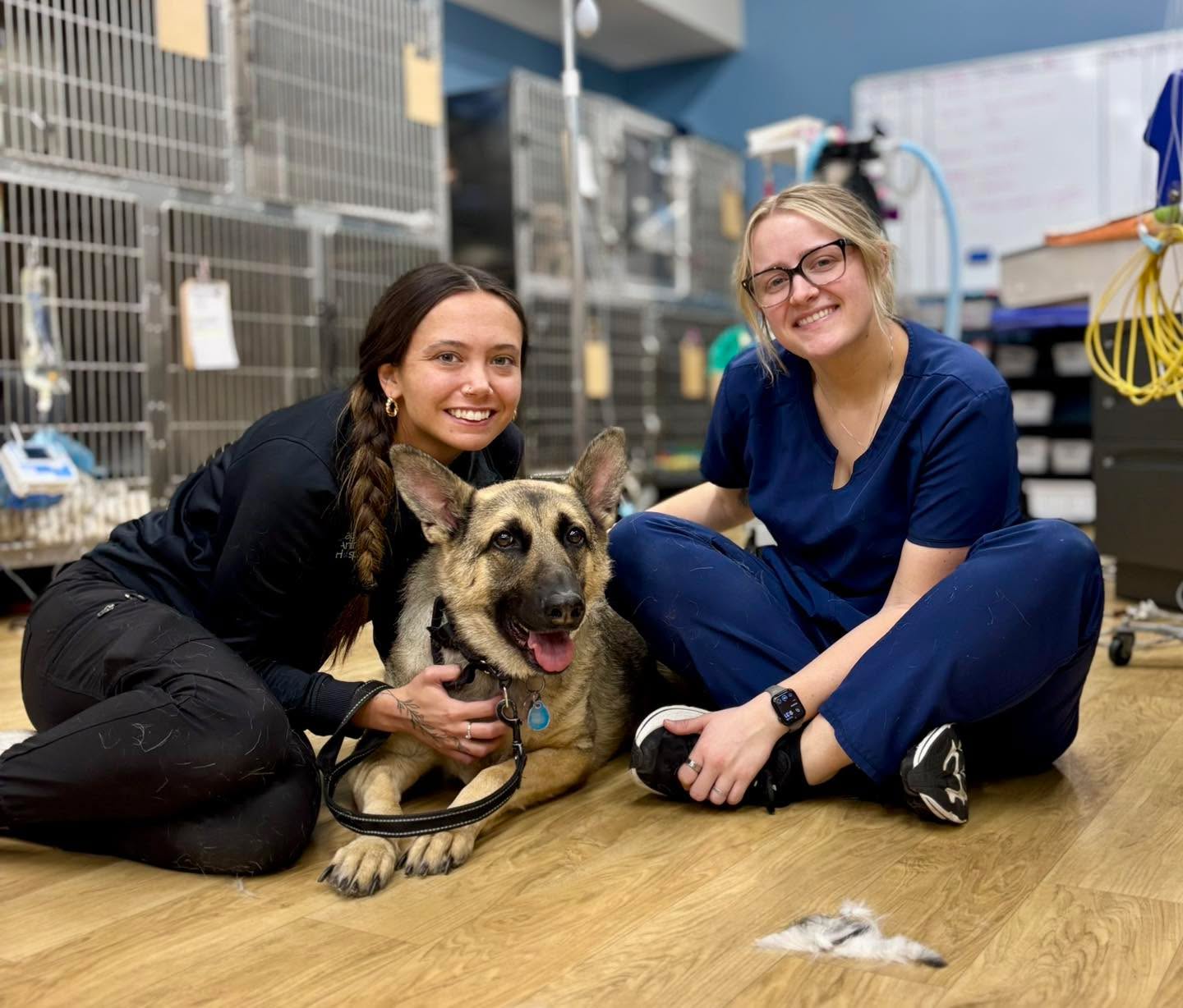 It takes a partnership to heal a heart. 🩵🩹
Zya is a beautiful reminder that a "difficult" dog is often just a misunderstood one. After a rough start in the shelter system, Zya needed a team that wouldn't give up on her.
Between her owner's patience and commitment to training and our team’s "slow and steady" approach, Zya has transformed into a happy and calm furry family member. We’ve loved watching her grow into the confident girl she is today!