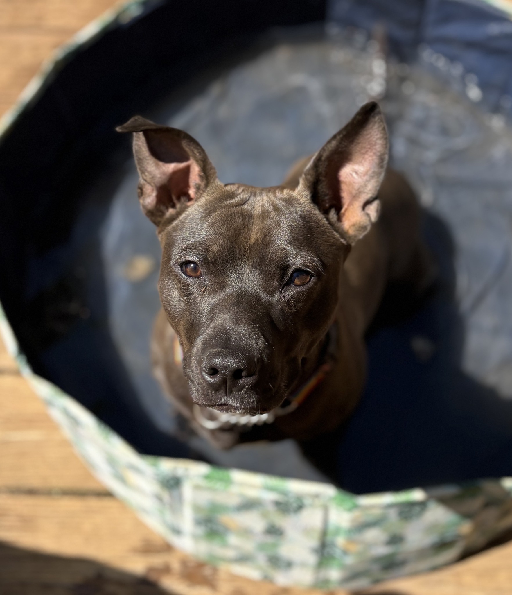 Those soulful eyes are searching for his future family! Duke is a one-year-old love bug who's being fostered by Ruff Life Owner & Head Trainer, Tessa. He gets along great with people (including children), dogs, and cats, so he would fit right into any household. And living with Tessa has given him the opportunity to learn new skills and work on his mild reactivity.
He's truly a sweetheart with so much love to give. If you're interested, please reach out to @stellassanctuaryy. And if now is not the right time for you, PLEASE SHARE to help us find Duke his people!
#AshevilleLife #ShelterDogs #DogRescue #AshevilleNC #DogLoversCommunity