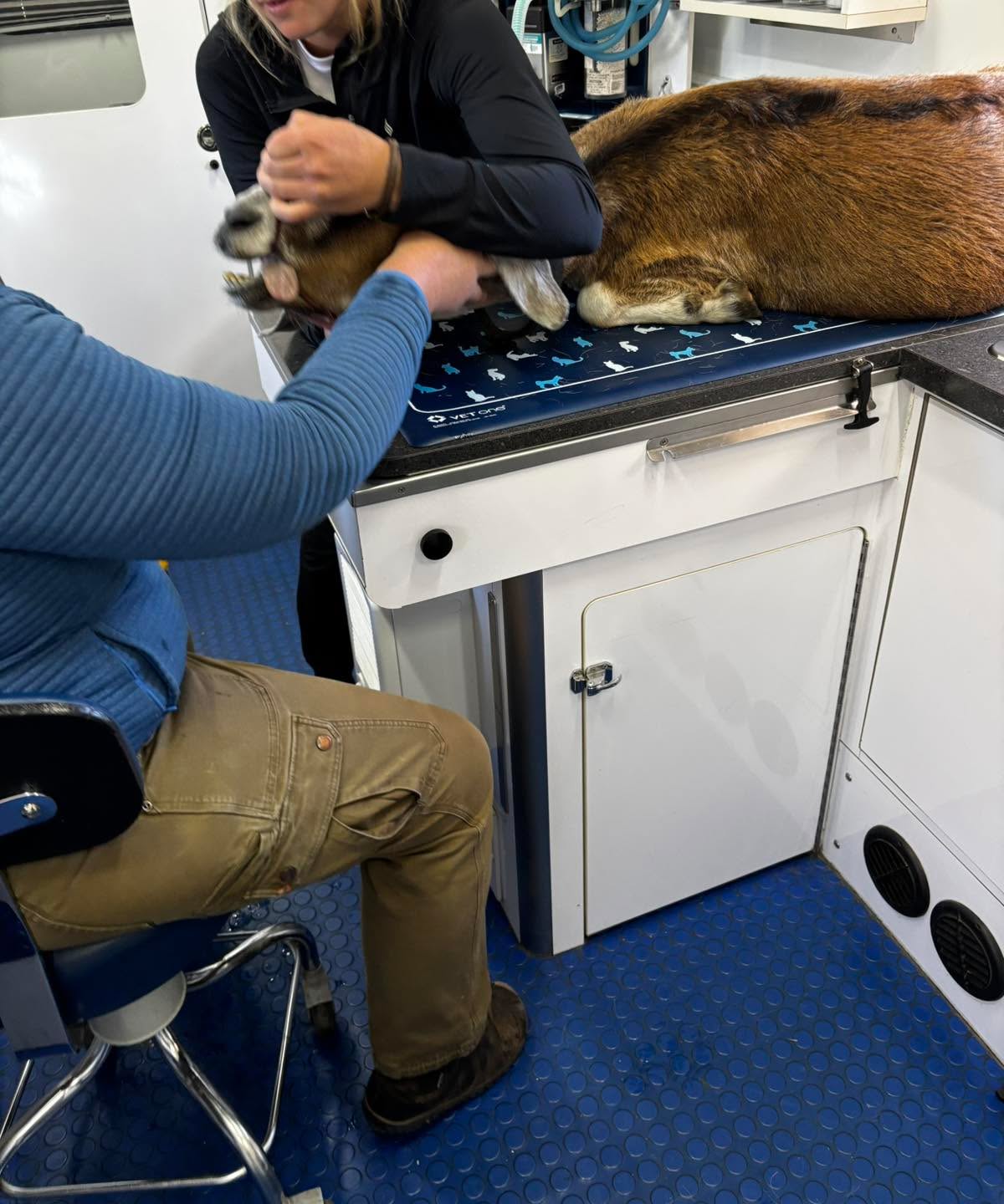We found out yesterday Sandy our older doe had a couple giant tooth spikes on her back molars. It had been preventing her from eating periodically. I am still amazed she could eat at all. Yesterday our amazing vet sedated her and ground them down. She should be doing much better going forward.