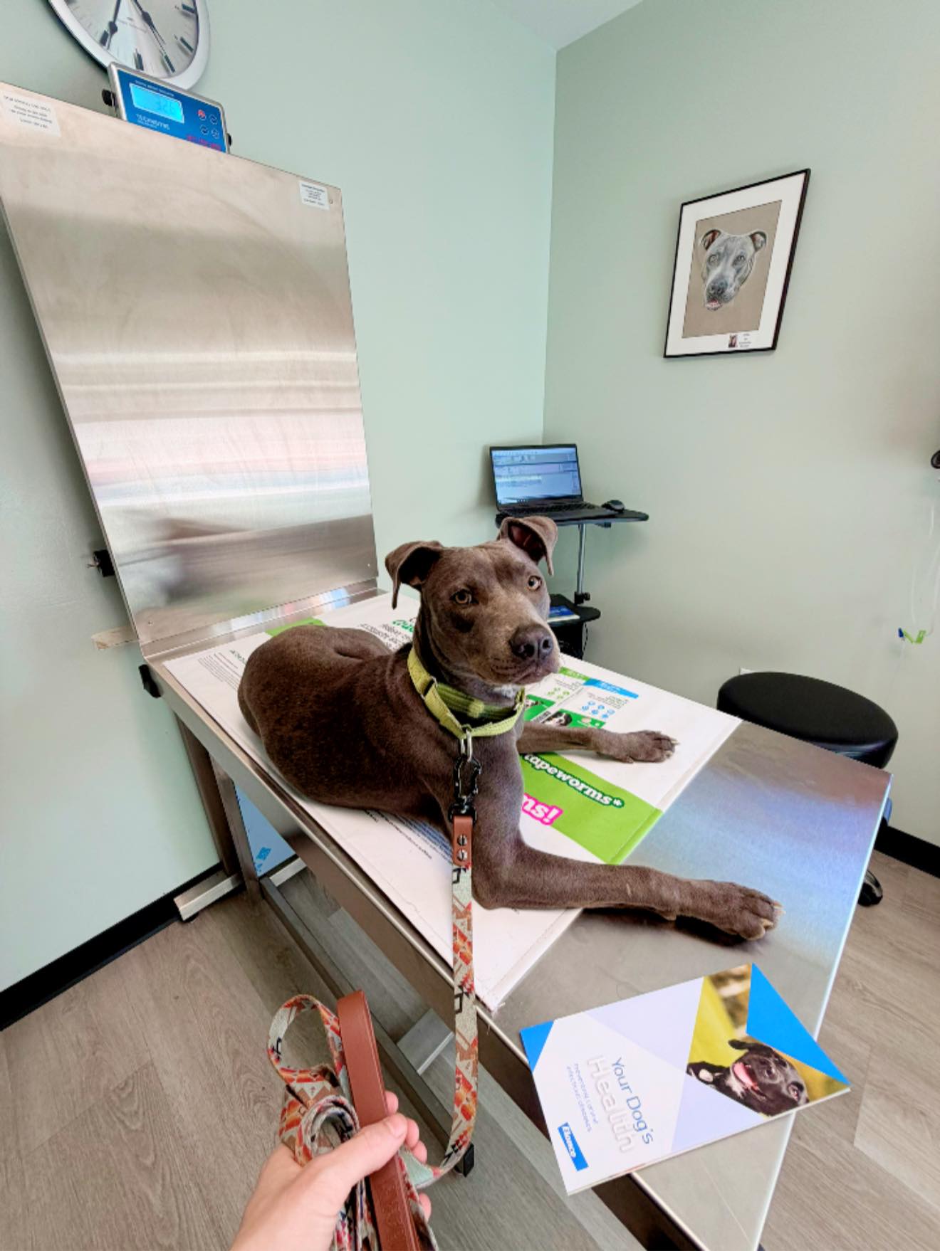 🙋♀️ Traveling dog parents; this question is for you!
Have you traveled to Canada with your pup? I know you need proof of vaccinations and rabies. However, my rabies information for her is a receipt & proof (with the vet’s signature) in one document. I’m wondering if that would be a hang up at the border because it isn’t a separate document?…like when you get the certificate at your regular vets office.. 🤷♀️
📷: The best little dragon getting her Lyme/Lepto vaccines at MTVH last Friday 🤎