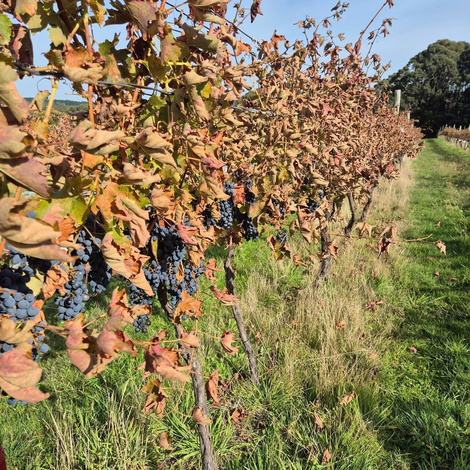Like many others in Macedon Ranges, an otherwise challenging '26 vintage ended abruptly in severe frost and rapid picking! Fruit now off and fermenting nicely...
#visitmacedonranges #macedonrangeswine #lancefield #macedonranges #macedonrangesnaturallycool