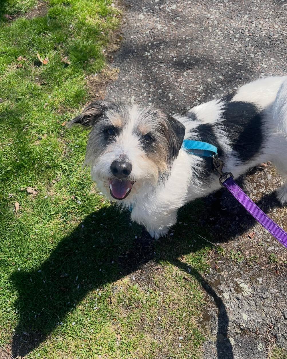 Moby was happy to walk in the sunshine today! #muttsofinstagram #sunsouttonguesout 📸 by KR