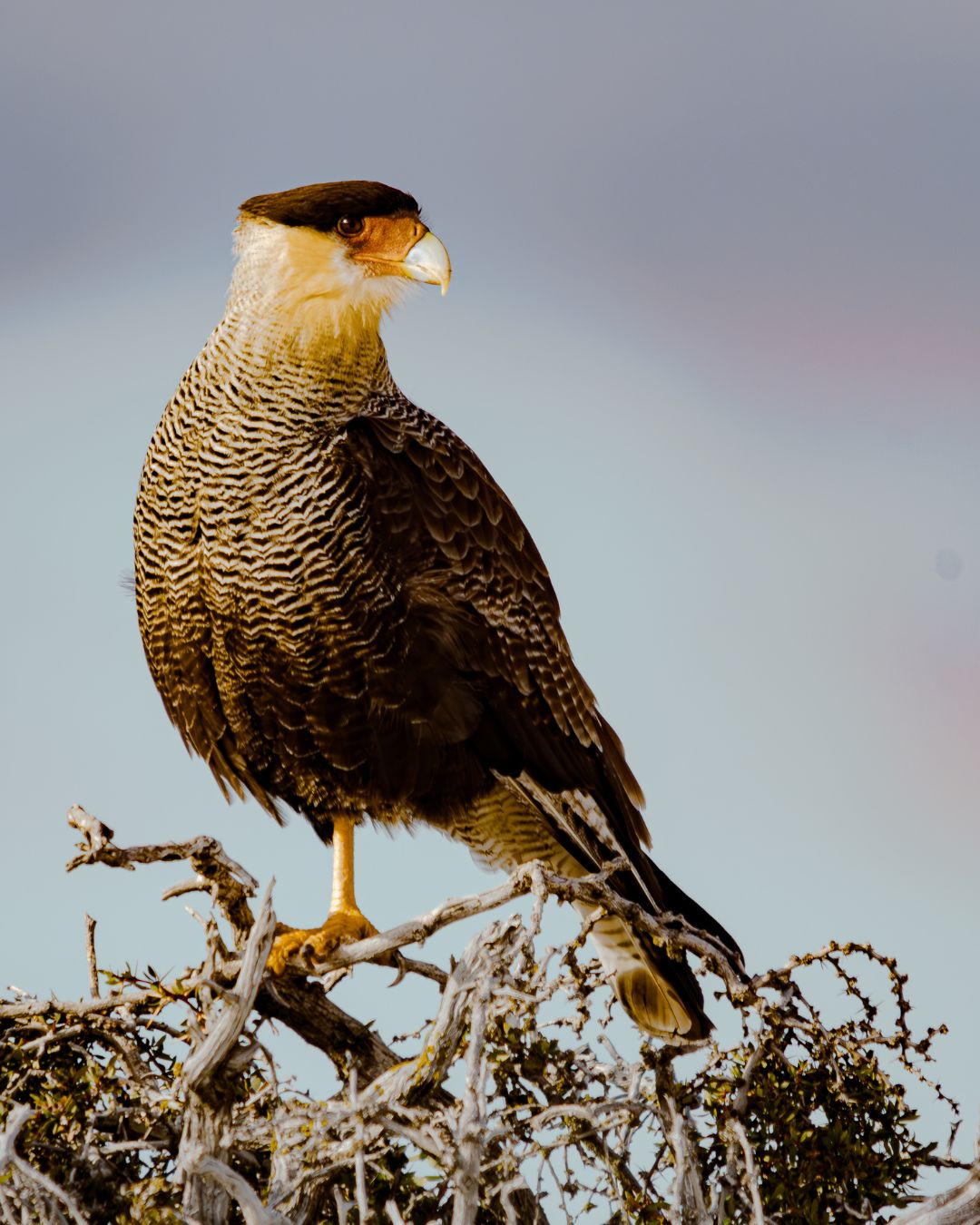 Conoce al Carancho (Caracara plancus) 🪶
También conocido como traro por su característica vocalización similar al sonido de una matraca, el carancho es una de las rapaces más reconocibles de la estepa patagónica. Su cuerpo café oscuro, cabeza blanca con capucha oscura y los tonos anaranjados de su pico lo hacen inconfundible 🧡
Habita una gran variedad de ambientes: bosques, pampas, estepas, montañas y costa, y se le puede encontrar a lo largo de todo Chile, desde Arica hasta Tierra del Fuego. En Cerro Guido es común verlo perchado en ramas altas o en los postes de los cercos, observando el territorio con esa quietud tan propia de las rapaces 🏔️
Se alimenta principalmente de carroña, aunque también caza presas vivas como roedores, insectos, reptiles y aves. Lo curioso es que no las ataca desde el aire: las persigue corriendo ágilmente por el suelo 🌿
Como carroñero, cumple un rol clave en el ecosistema: ayuda a cerrar ciclos, limpia el paisaje y forma parte de la red invisible que sostiene el equilibrio de la Patagonia.
-
Meet the Southern Caracara (Caracara plancus) 🪶
Also known as traro for its distinctive rattle-like call, the caracara is one of the most recognizable raptors of the Patagonian steppe. Its dark brown body, white head with a dark cap, and the orange tones of its beak make it unmistakable 🧡
It inhabits a wide variety of environments: forests, pampas, steppes, mountains, and coastline, and can be found throughout Chile, from Arica to Tierra del Fuego. At Cerro Guido, it's commonly seen perched on high branches or fence posts, observing the territory with the quiet stillness that defines raptors 🏔️
It feeds mainly on carrion, but also hunts live prey such as rodents, insects, reptiles, and birds. Interestingly, it doesn't strike from the air: it chases prey by running swiftly along the ground 🌿
As a scavenger, it plays a key role in the ecosystem: it helps close cycles, clears the landscape, and is part of the invisible network that sustains Patagonia's balance.
#Carancho #CerroGuido #Patagonia #FaunaSilvestre #Conservación