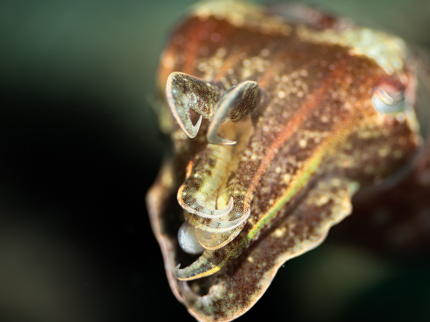๐๐๐ ๐๐๐๐๐๐๐๐๐ ๐๐๐๐๐๐?
We have had a lot interactions with some small cuttlefish over the last few week. They can be quite curious coming right up to the lens. When they get close like this with their arms raised we often comment how much they look like the alien in the predator series of movies! This shot deliberately blurred out the back ground and concentrated on the arms. Did not try to focus the eyes. Swipe for next photo of the "predator" from movie - photo credit: 20th Century Fox. Art imitating nature!
The cuttlefish really is cute though!
Is this art imitating nature?