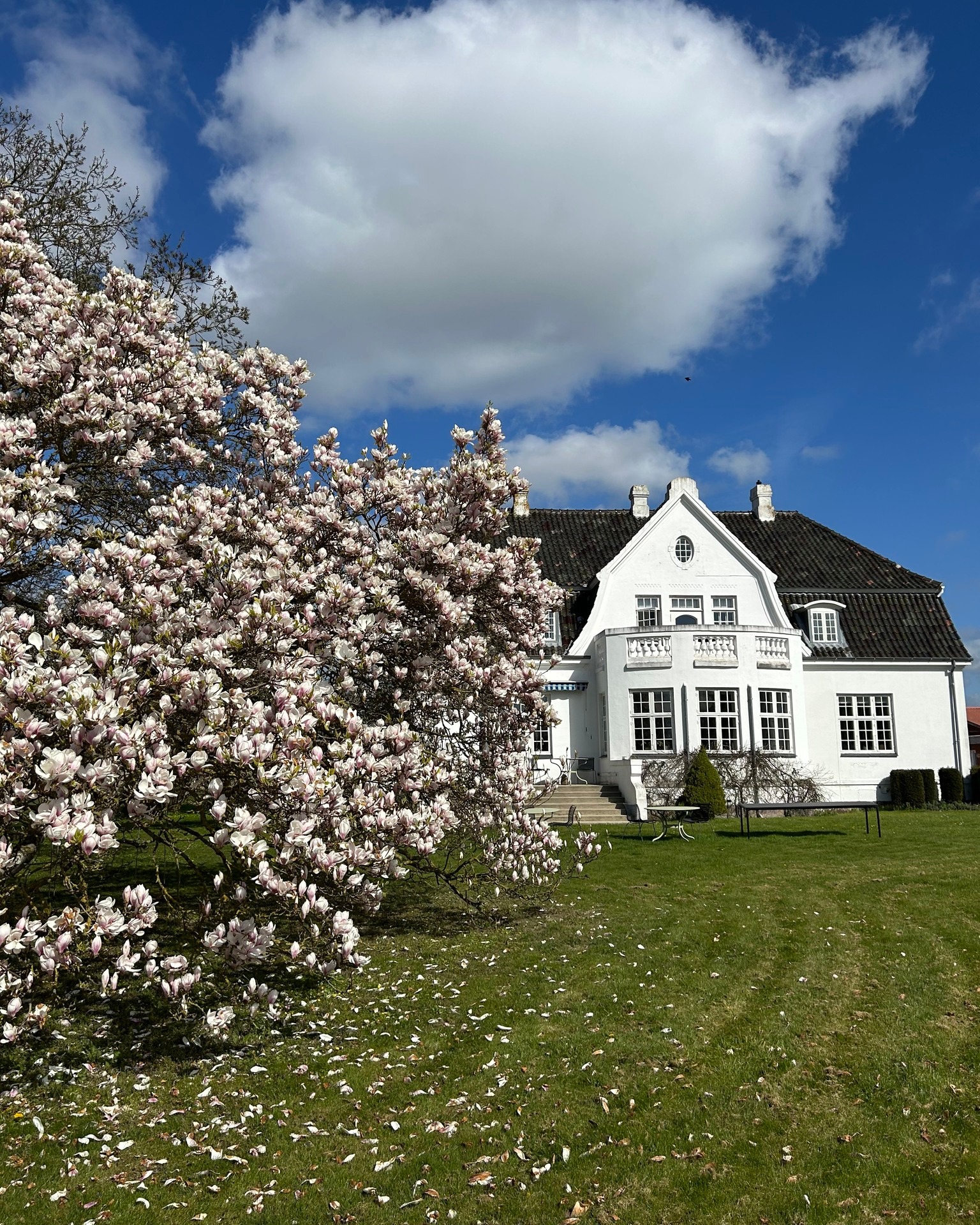 Det er endelig den tid på året! Magnolien blomstrer i Lehns Hus - og ord er faktisk overflødige – billederne taler vidst for sig selv. Solskin og forårsstemning i fuldt flor! 🌞
