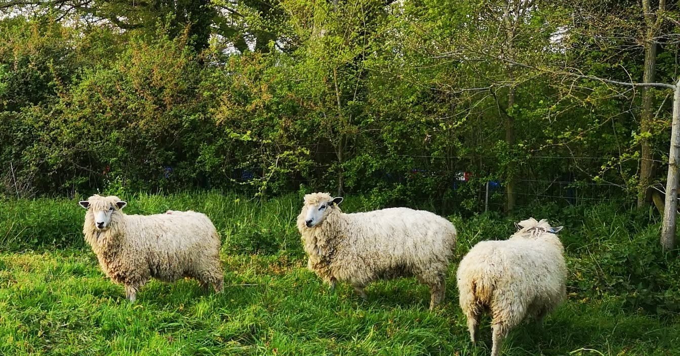 Sheep Saturday! Most of our flock have moved up to fields that have been resting all winter. The grass is lush and they are in heaven!
#BritishWool #LeicesterLongwool #SheepBreeds #countryliving #farmtoyarn #sheepfarming #hobbyfarm #FarmtoYarn #SustainableFarming #smallholdinglife