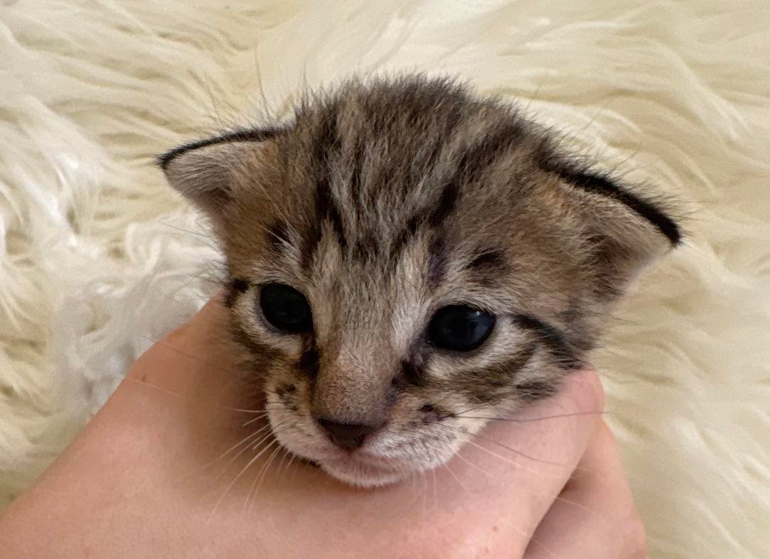 Meet our only little girl calypso 🩷