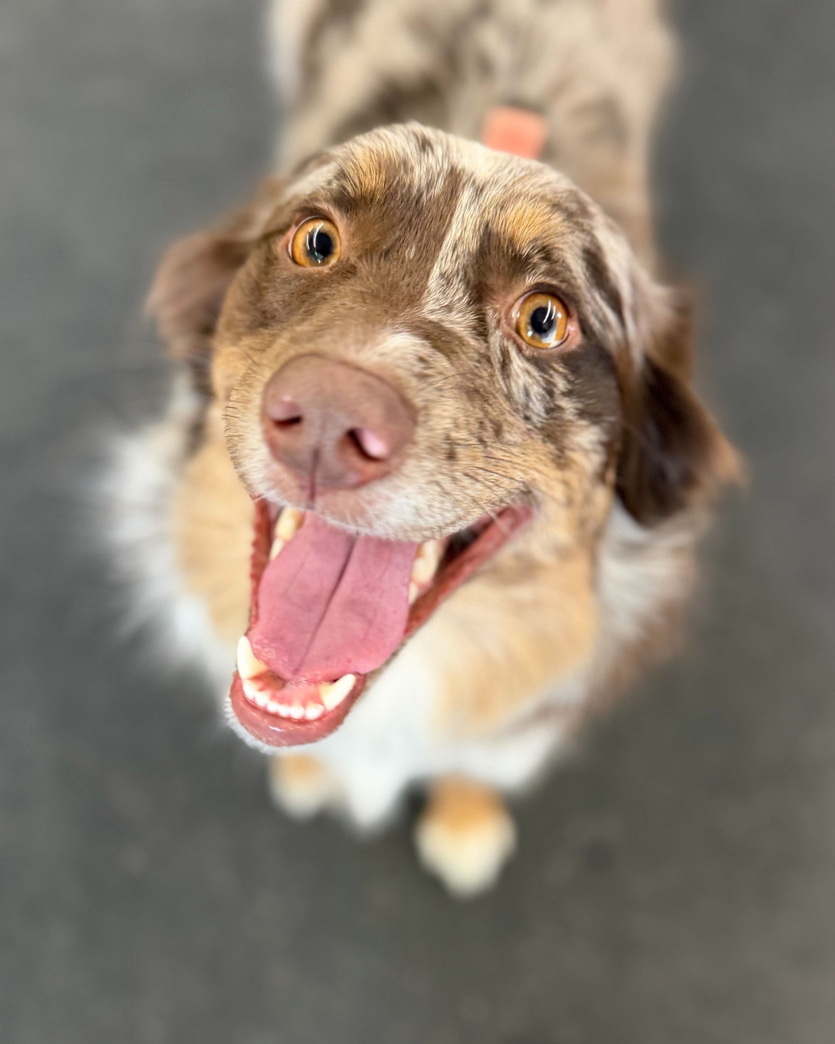 Happy Tongues-Out Tuesday! Today's the day we celebrate this signature trait of a doggie smile. We hope the innate happiness of dogs is contagious as you move through your daily grind ๐ค
We have even more reason to smile this week, as Ruff Life is officially part of the @golocalasheville program! If you have a membership card, you'll receive 15% off of any New Client Consultation โจ๐พ
If you've got a photo of your pup smiling, please share with the hashtag #RuffLifeTonguesOut
๐๐พ๐๐พ๐๐พ๐๐พ๐๐พ๐
#DogsOfAsheville #DogsOfInsta #AshevilleSmallBusiness #DogsOfFacebook