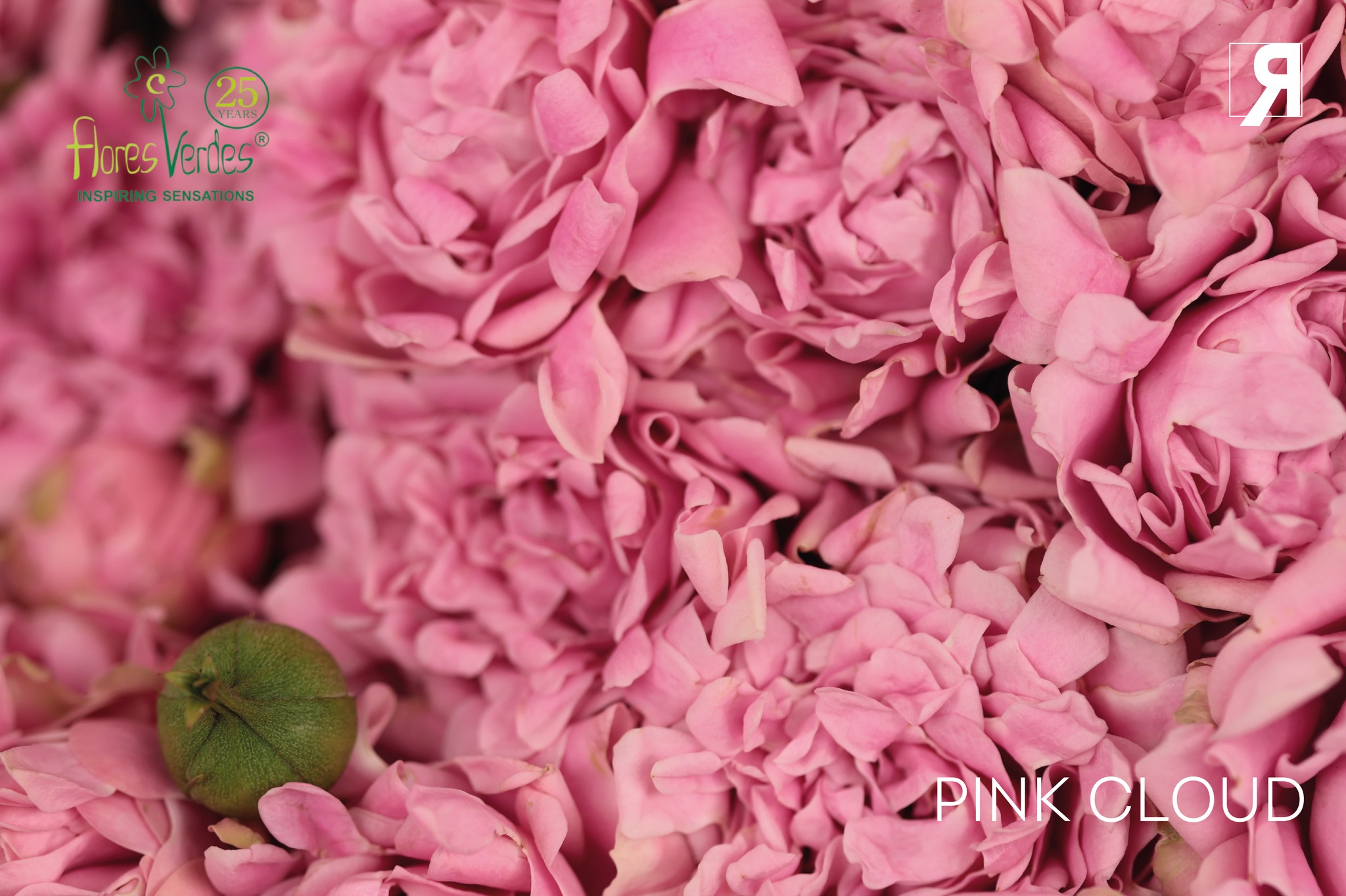 Some of the varieties that caught our attention at the visit to @floresverdesofficial