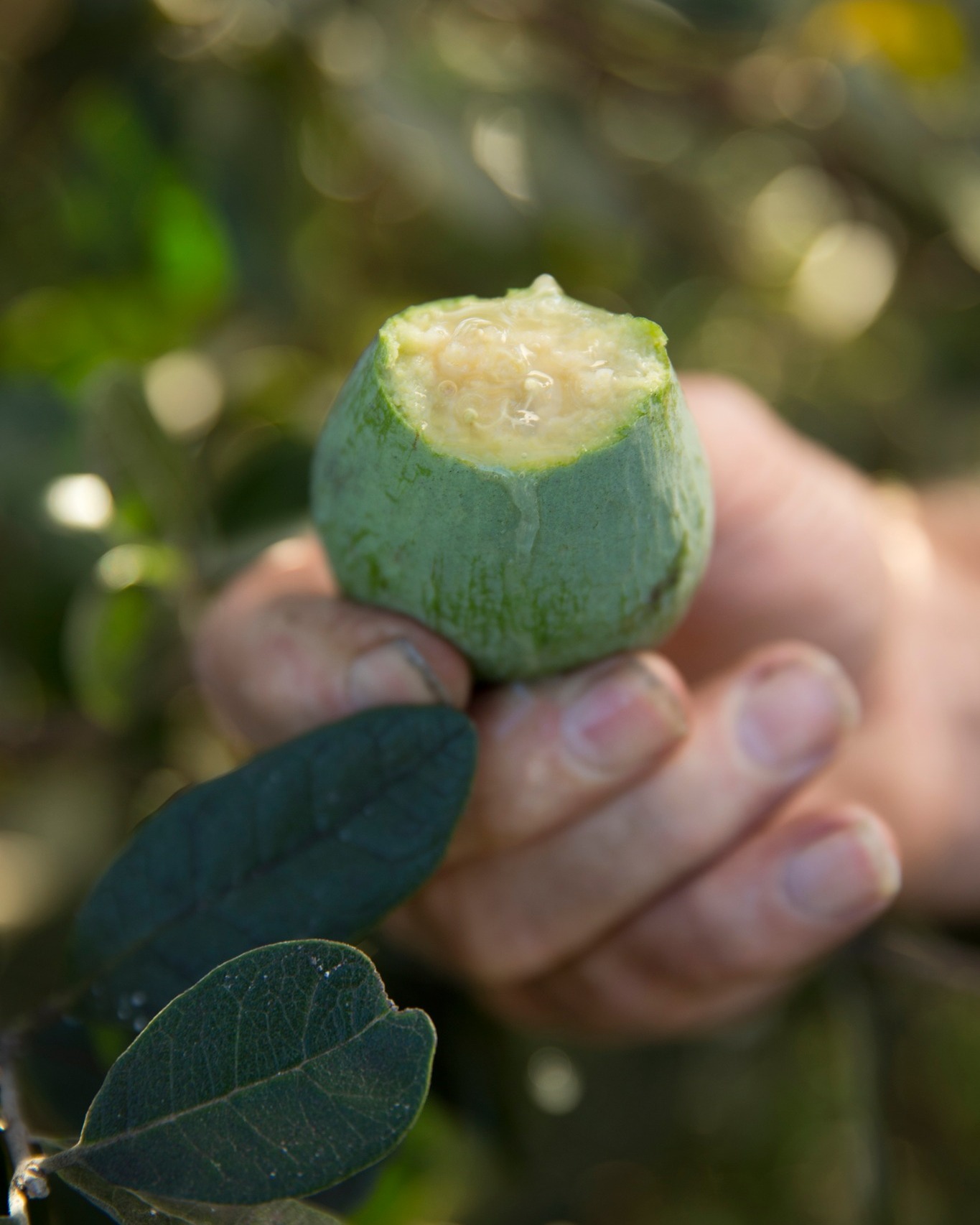 Feijoa season is here!
Feijoas are back in season across the Southern Forests, bringing that unmistakable burst of flavour that only comes around once a year. Think tropical, aromatic and just a little unexpected, a natural mix of pineapple, guava and a hint of mint that somehow works perfectly.
Crack one open and you’ll find soft, spoonable flesh inside, juicy, fragrant and ready to eat straight from the skin (arguably the best way, no fuss required).
In the kitchen, feijoas don’t sit still for long. They shine in crumbles and cakes, lift a simple salad, and add a fresh twist to chutneys or cocktails. Sweet or savoury, they’re one of those ingredients that quietly steal the show.
Now in season and ready to enjoy, you’ll find feijoas at local greengrocers and farm gate stalls throughout the region.
How to pick: gently squeeze, it should feel slightly soft and springy.
Meet one of our Southern Forests feijoa growers tomorrow!
📸 @craigkinderfood for Genuinely Southern Forests
#genuinelysouthernforests #genfresh #genfreshinseason #feijoa