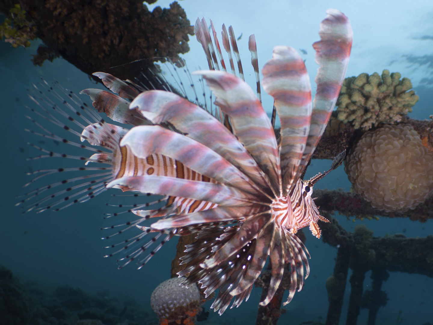 ๐๐๐๐๐
๐๐๐ ๐๐ ๐๐๐ ๐๐๐๐
๐ฐ๐๐
๐-๐ท๐๐๐๐๐๐ ๐ต๐๐๐๐๐ - ๐น๐๐
๐ณ๐๐๐๐๐๐๐ (๐ท๐๐๐๐๐๐ ๐๐๐๐๐๐๐๐)
At "Spot X" a section of metal rack forms a habitat for numerous marine species. There are numbers of lionfish in and around the structure. When they venture out into the open like this they can be quite spectacular - and make great subjects to use the Nauticam EMWL lens system - enabling us to get the whole fish and some of its habitat in frame whilst using a macro lens, in this case the Nikon 105mm lens coupled with Nauticam's 110 degree optic.
This kind of shut really adds perspective to those elaborate fins!
Phtographer: John Warmington
Message or visit our webpage for more details at:
๐๐๐.๐ฐ๐ฟ๐ถ๐๐๐ฒ๐ฟ๐๐ฝ๐ผ๐๐๐ฒ๐ฟ.๐ฐ๐ผ๐บ
Why not relax and spend a few days away โ dive and stay at Karma Waters Villa
๐ต๐๐๐ฝ๐://๐ฎ๐ถ๐ฟ๐ฏ๐ป๐ฏ.๐ฐ๐ผ๐บ/๐ต/๐ธ๐ฎ๐ฟ๐บ๐ฎ๐๐ฎ๐๐ฒ๐ฟ๐
#VanuatuMoments #DiveVanuatu #KarmaWatersVanuatu #Nauticam #EMWL