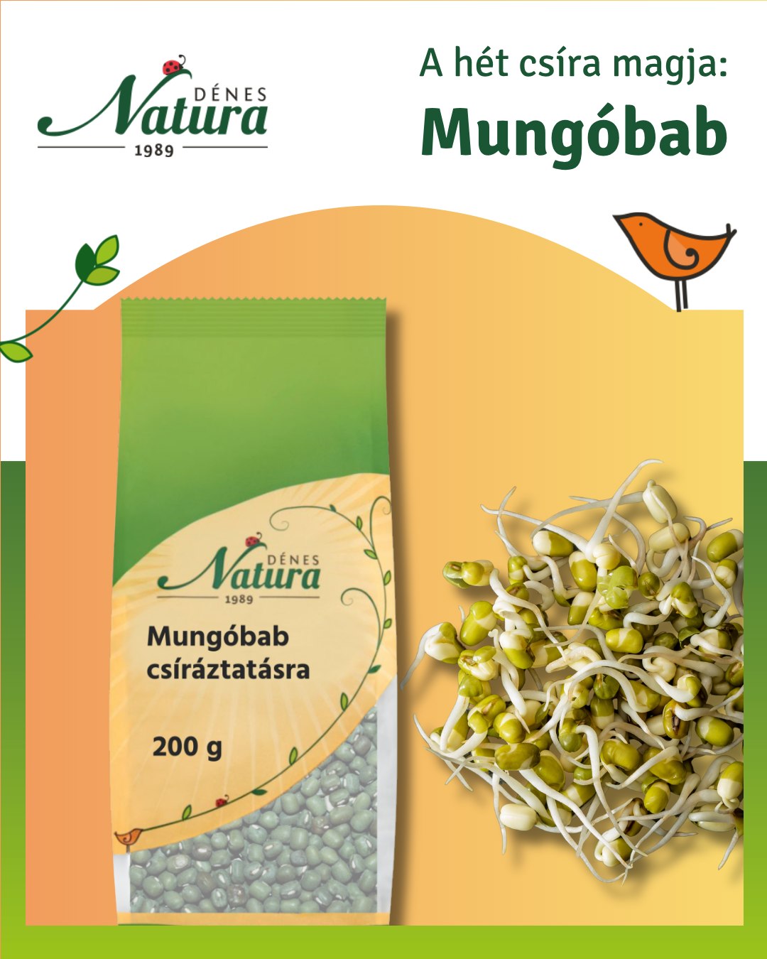 🌱 Mungóbab csíráztatásra – frissesség és energia minden napra! 🌱
Próbáltad már a mungóbabot csíráztatva? Ez az apró, zöld szem pár nap alatt lédús, roppanós csírává alakul a konyhádban!
🌿 Milyen lesz kicsírázva?
A mungóbab csíra világos szárú, élénkzöld levelekkel és puha, roppanós textúrával rendelkezik. Friss, üde megjelenése bármely ételt feldob.
🥗 Ízélmény
Enyhén édeskés, friss és roppanós csíra, amely könnyen illeszthető salátákhoz, szendvicsekhez, wrapekhez vagy akár levesekhez.
🌈 Miért különleges?
A mungóbab csírája tápanyagban gazdag és könnyen emészthető, így tökéletes alapanyag a tudatos, egészséges étrendhez.
🥘 Milyen ételekhez illik?
– szendvicsekhez, pirítósokra
– salátákhoz
– wrapekbe, szendvicskrémekhez
– levesek, krémlevesek tetejére
– smoothie-khoz extra tápanyagként
⏱️ Csíráztatás ideje
Gyors és egyszerű: 3–5 nap alatt fogyasztható, így kezdőknek is ideális választás!
💡 Praktikus tippek:
– Naponta 2x öblítsd át tiszta vízzel
– Ne hagyd vízben állni, csak nedvesen tartsd
– Világos, de nem tűző napos helyen csíráztasd
– 🌟 A Dénes-Natura webshopban elérhető csíráztató üvegedénnyel a csíráztatás gyors, tiszta és hatékony!
✨ Miért érdemes fogyasztani?
A csírák igazi tápanyagbajnokok: frissen, élő formában biztosítják a szervezet számára a növény legértékesebb összetevőit.
🛒 Szerezd be most: https://shop.denes-natura.hu/mungo
👉 Több mint 20 féle csíráztatni való mag közül válogathatsz: https://shop.denes-natura.hu/csiraztatas
Tedd zöldebbé és egészségesebbé a mindennapjaidat természetesen! 🌱