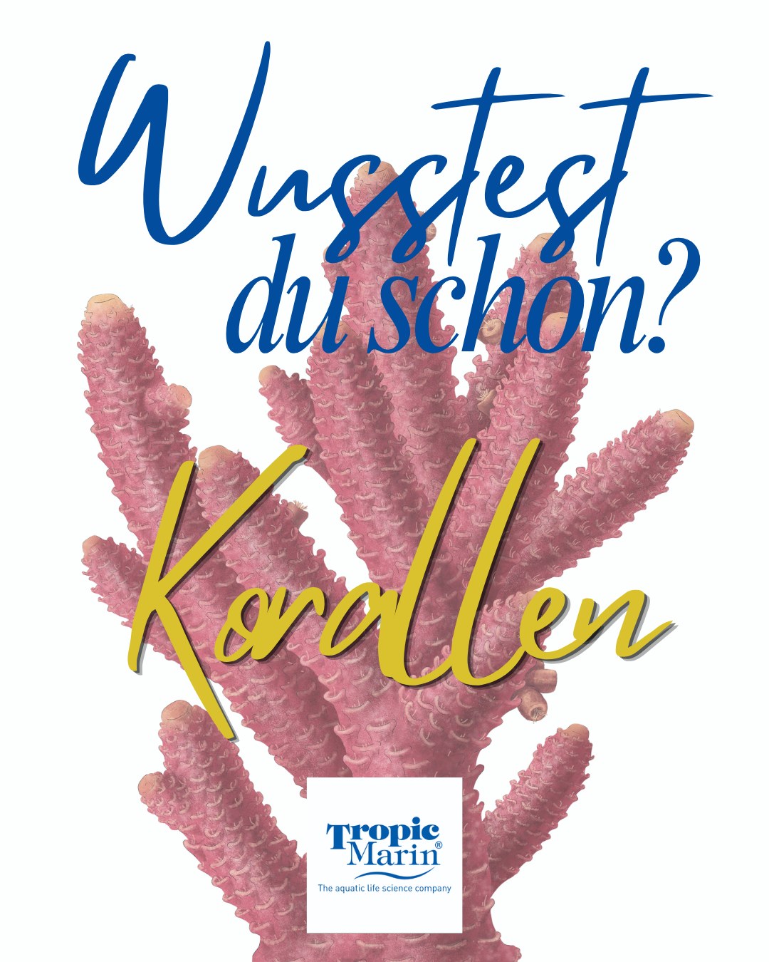🌊 Wusstest du das über Korallen? 🐠
Sie sehen aus wie Pflanzen, sind aber in Wirklichkeit Tiere 😳
Und das ist erst der Anfang…
Korallenriffe bedecken weniger als 1 % der Ozeane – und trotzdem sind sie Heimat für etwa 25 % aller Meereslebewesen. Ohne sie würde ein riesiger Teil der Unterwasserwelt verschwinden.
Doch Korallen sind empfindlich: Steigende Temperaturen führen zur sogenannten Korallenbleiche – dabei verlieren sie ihre Farben und oft auch ihre Überlebenschance 💔
Dabei sind sie echte Überlebenskünstler: Gemeinsam mit Algen nutzen sie die Kraft der Photosynthese, um Energie zu gewinnen. Gleichzeitig schützen Korallenriffe unsere Küsten vor starken Wellen und Stürmen 🌊
Das bekannteste Beispiel? Das Great Barrier Reef – das größte Korallenriff der Welt.
👉 Korallen sind nicht nur wunderschön – sie sind lebenswichtig.
_________________________________________________________________________________
🌊 Did you know this about corals? 🐠
They look like plants, but they’re actually animals 😳
And that’s just the start…
Coral reefs cover less than 1% of the oceans – yet they’re home to around 25% of all marine life. Without them, a huge part of the underwater world would disappear.
But corals are delicate: rising temperatures lead to what is known as coral bleaching – causing them to lose their colour and often their chance of survival 💔
Yet they are true masters of survival: together with algae, they use the power of photosynthesis to generate energy. At the same time, coral reefs protect our coasts from strong waves and storms 🌊
The best-known example? The Great Barrier Reef – the world’s largest coral reef.
👉 Corals aren’t just beautiful – they’re vital.
____________________________________________________________________________________
#tropicmarintanks #tropicmarin #tropic_marin #aquaunited
#eatsleepreef #allmymoneygoestocoral #reefporn #coralporn #reefaholics #aquarium #saltwateraquarium #nanoreef #reeftanks #euroreefers #reef2reef #reefers4reefers #vitaminsea #seafari #scireef
@tropicmarinusa Tropic Marin Brasil @tropic_marinarg @tropicmarinperu @aquarium_planet_cr @scireef @aqua.united.gmbh