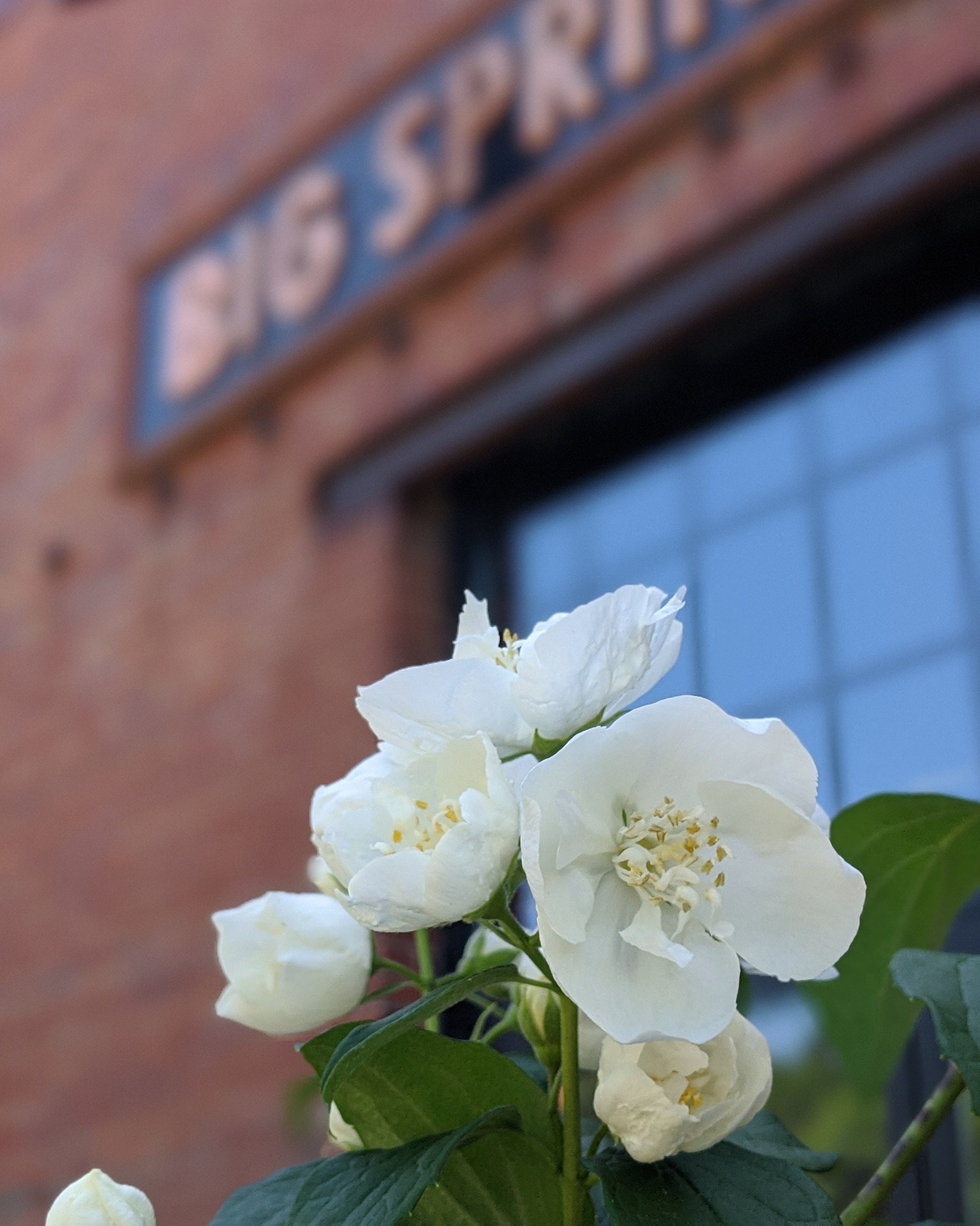 She's your mom. The least you can do is buy her a Smoked Salmon Benny. ๐ณ
Piper's Kitchen is hosting a Mother's Day Brunch in Bellefonte on Sunday, May 10th! Celebrate mom with specialty cocktails, a brunch menu, a most importantly, time together. ๐๐
Mother's Day Brunch
๐
Sunday, May 10th
๐ฐ 10:30 am โ close
๐ช Reservations: 10:30 am โ 3:00 pm
๐ถ Walk-ins welcome after 3!
๐ฉ Reserve your spot: info@bigspringspirits.com