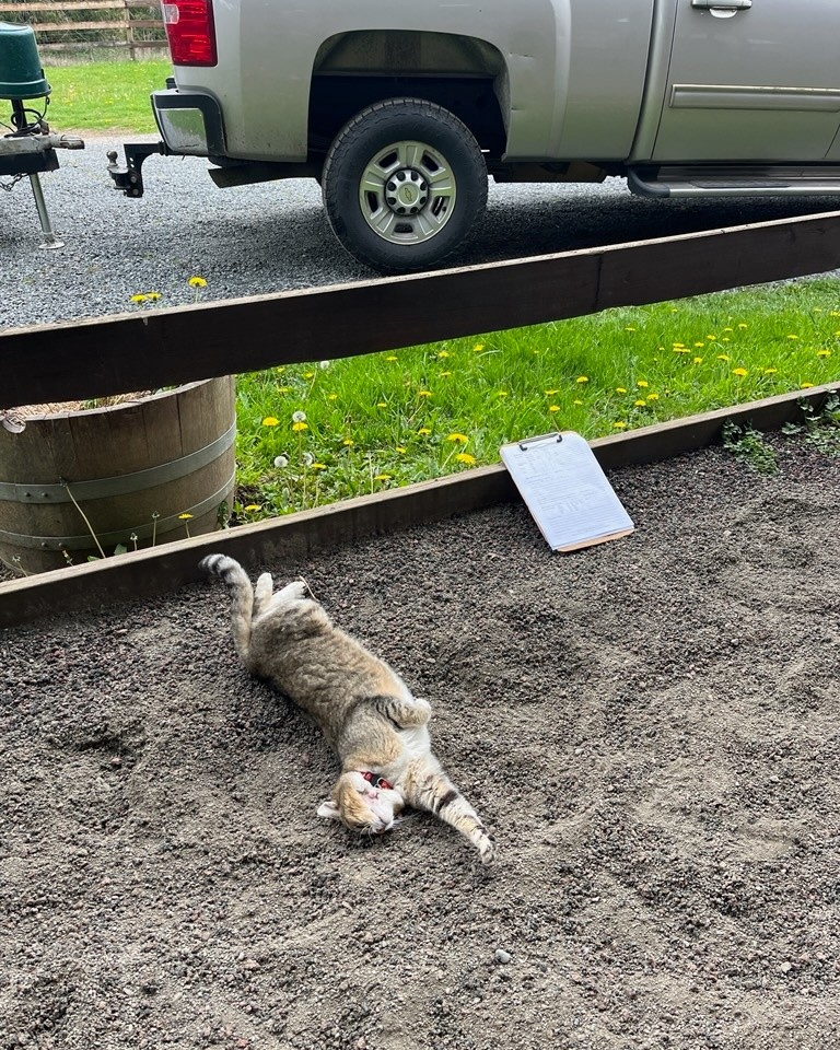 Can’t find good help these days, lameness exam assistant caught cat napping on the job!