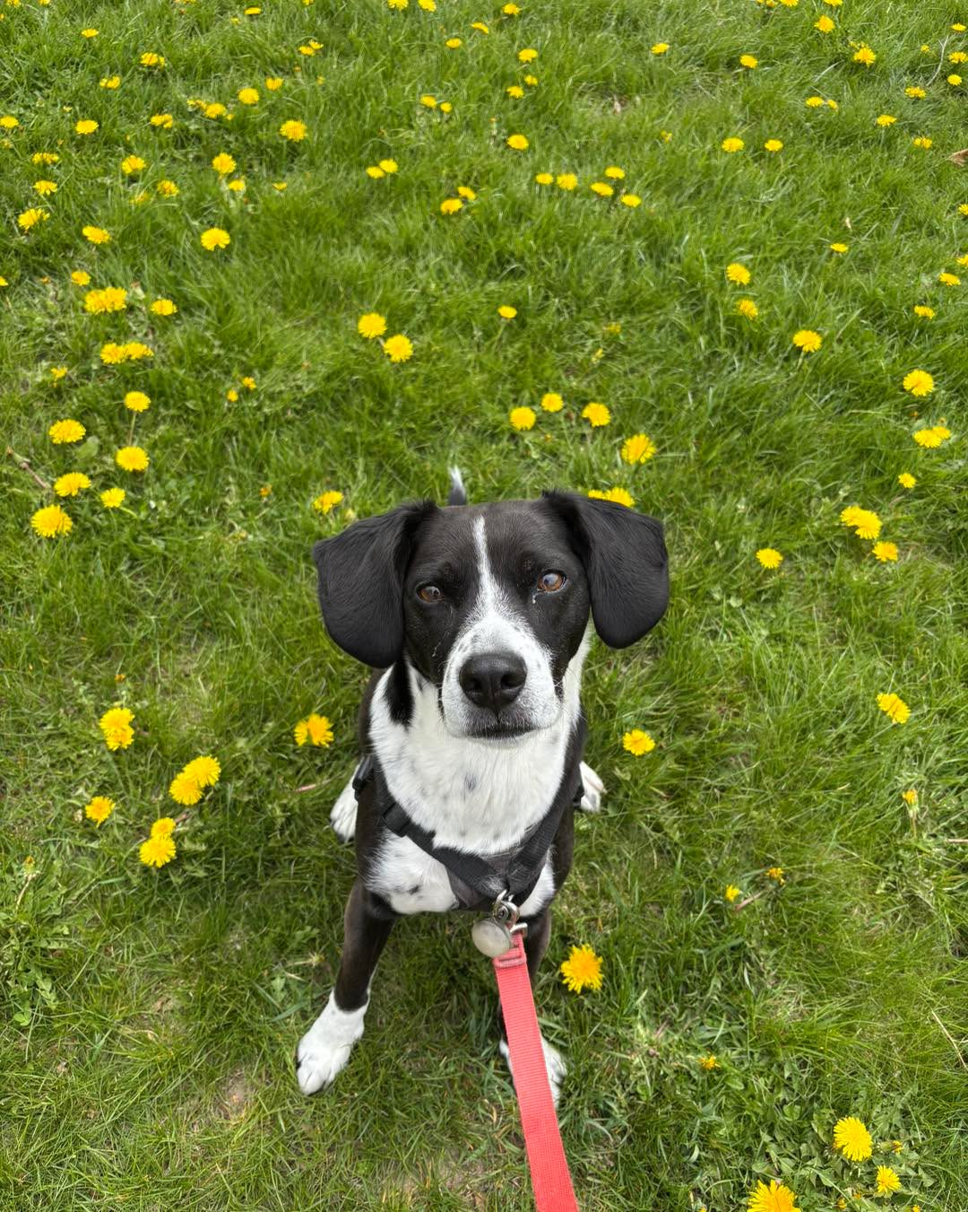 Artie among the dandelions! #beagleish #dandelions #springhassprung 📸 by AB
