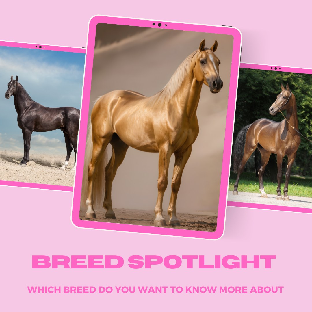 🐎 BREED SPOTLIGHT VOTE! 🐎
It’s your turn to choose! 🙌
We’re putting YOU in charge of our Winter 2026 Breed Spotlight — and we want to know which amazing horse or pony breed you’d love to see featured next.
Every issue, we take a deep dive into one incredible breed, including:
✨ their history
🐴 their personality
🌟 famous names and fun facts
💛 what makes them so special
📖 and why riders love them!
So tell us… what breed should we feature in the next issue of HorseWyse Magazine?
Drop your answer in the comments below 👇
The most popular suggestion will win a spot in the magazine!
Spoiler alert… we’re already loving some of the ideas coming through , and have you herd of our latest breed feature the horse that looks like GOLD... The Akhal-Teke check it out In our latest issue...👀🐴 www.horsewyse.com.au
#HorseWyse #HorseWyseMagazine #BreedSpotlight #HorseMagazine #HorseLovers #Winter2026 #YoungEquestrians