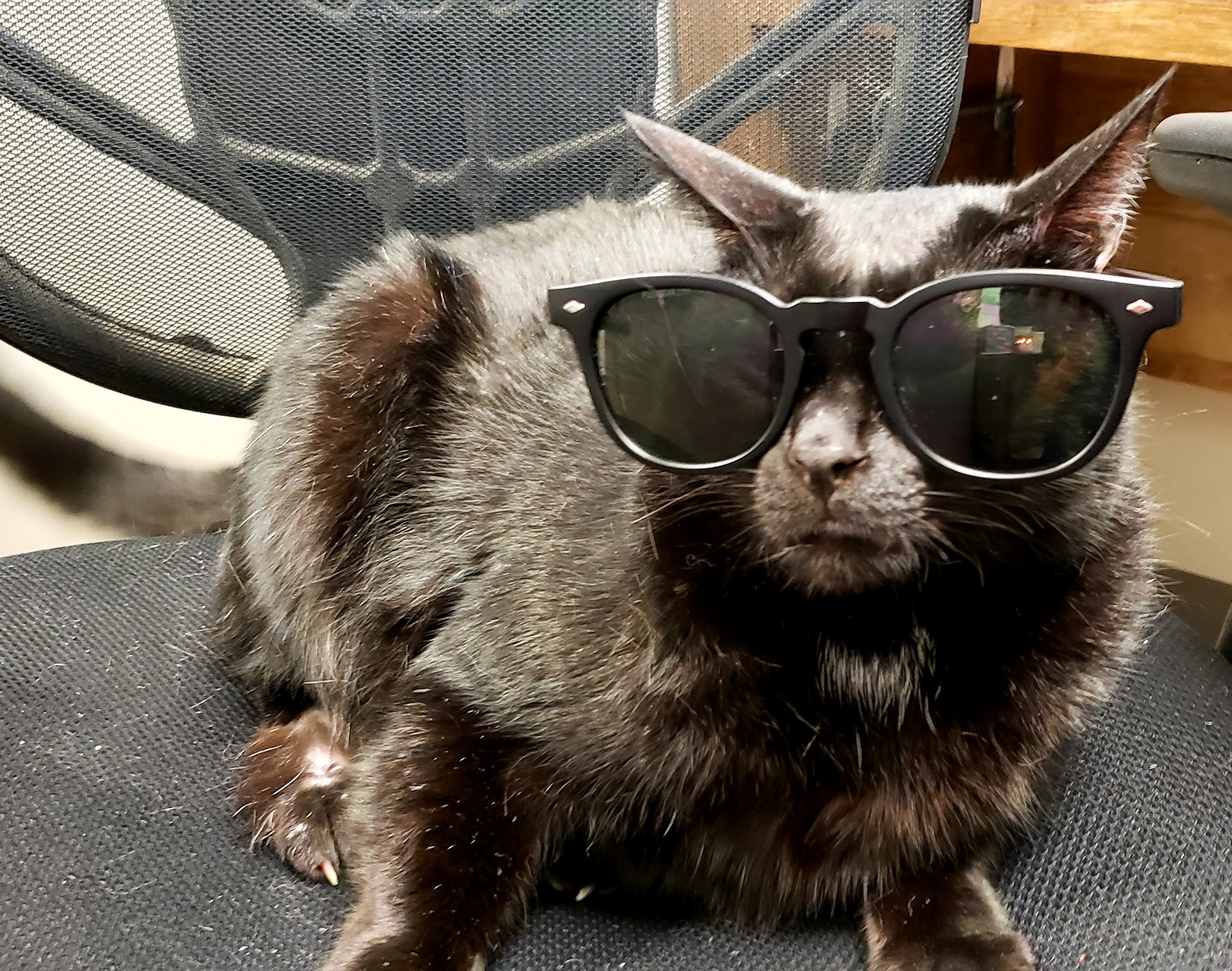Whether you're heading to the beach or prepping for a cozy staycation, Summer Break is just around the corner!🕶🌴
𝐘𝐨𝐮𝐫 𝐒𝐮𝐦𝐦𝐞𝐫 𝐁𝐫𝐞𝐚𝐤 𝐂𝐡𝐞𝐜𝐤𝐥𝐢𝐬𝐭:
𝐕𝐚𝐜𝐜𝐢𝐧𝐞𝐬: Most boarding and daycare facilities require pets to be up-to-date on essentials like Rabies, Distemper, and Bordetella. Check those records now so there are no last-minute surprises at drop-off!
𝐌𝐞𝐝𝐢𝐜𝐚𝐭𝐢𝐨𝐧𝐬: Don't let the refill run out while you're mid-vacation. Make sure you have enough heartworm, flea/tick preventatives, and daily meds to last through the break.
Don't wait until the day before your flight! Give us a call or message us at 402-331-3307 to schedule an update or request a refill.