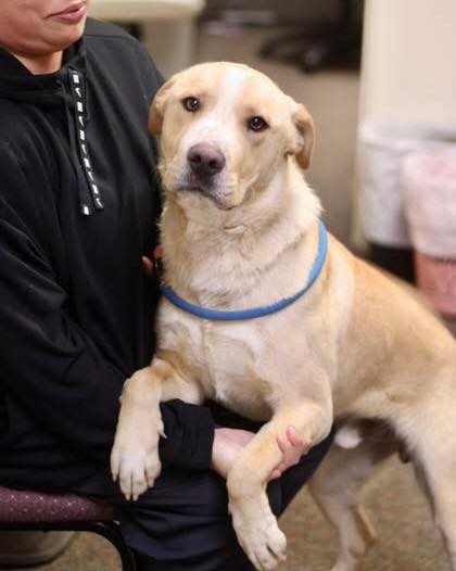 18 day foster needed!!! Please share 🐾
From an amazing volunteer, Kellei:
Y’all. GOOSE. This boy has had his transport date locked in since MARCH and still doesn’t have a foster — and honestly, we cannot figure out why because he is an absolute delight! Sweet, goofy, loving, and a full-on staff and volunteer favorite, Goose just needs ONE person to say yes and be his hero for 18 days. EIGHTEEN DAYS! He will absolutely try to sit in your lap despite being 62 pounds, and honestly? Let him. He’s earned it. 🐾❤️
🚌 Goose | #60556000
❤️ Male | Neutered | 2 Years Old | 62 lbs
🚌 Dog Friendly — goes into play group
❤️ Easy to leash, handle & walk
🚌 Energetic but loving & snuggly
❤️ Usually calm in kennel — hangs at the door watching dogs & people go by
🚌 Loves a good chew bone & frozen Kong 🦴
❤️ 1000% thinks he is a lap dog (he is not, but don’t tell him that)
🚌 Extremely stubborn with sit command — he knows it, he just doesn’t care 😂
❤️ Happy | Playful | Loving | Snuggly
🚌 Transport Date: 5/20 | Return Date: 5/18
If Goose has stolen your heart, please email FWACCfoster@fortworthtexas.gov
Located at Fort Worth Animal Care & Control- Silcox location : 4900 Martin Street, Fort Worth, TX 76119