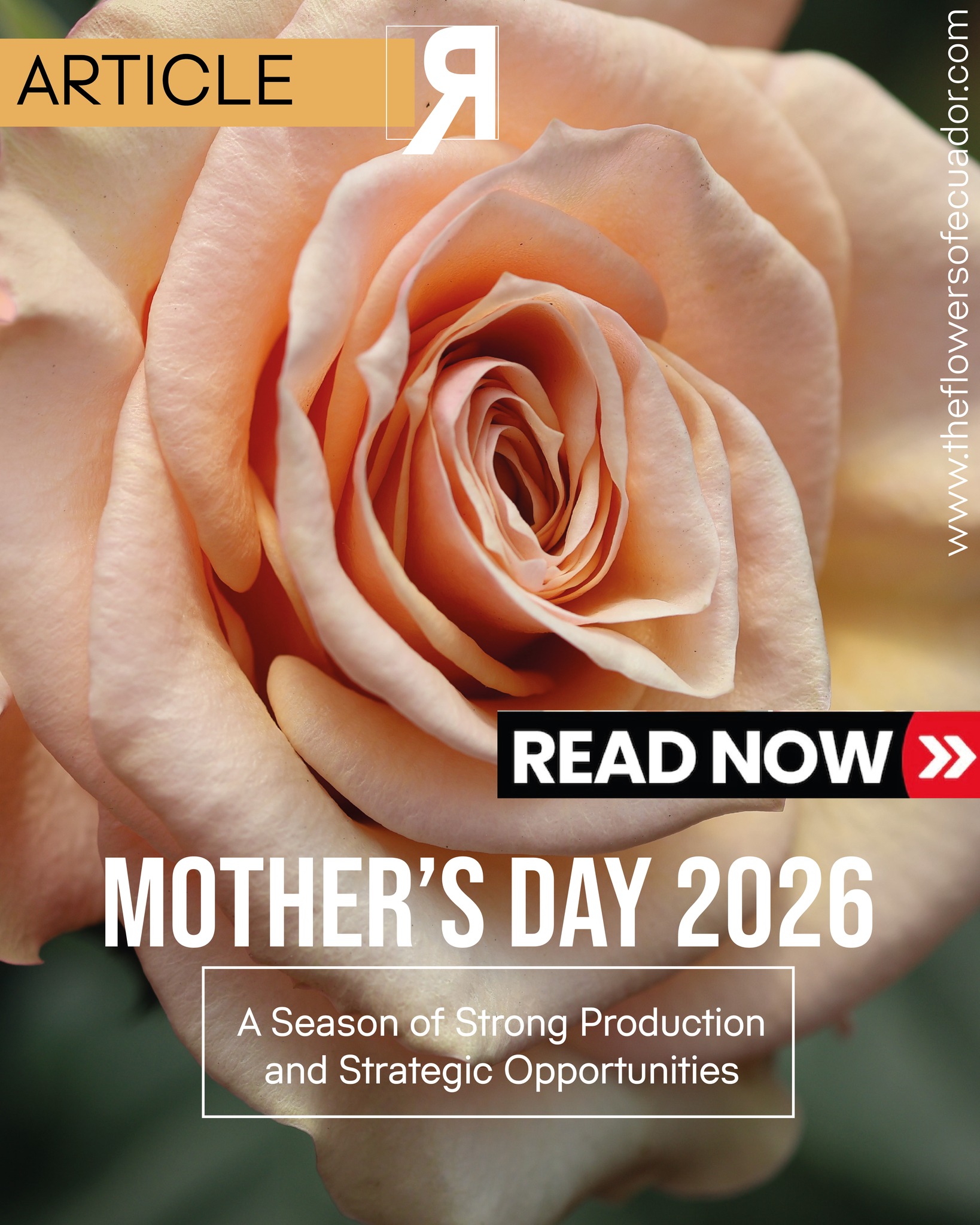MOTHER’S DAY 2026 🌸
The second most important season of the year for the floral industry is approaching, and early signals point to a strong and well-prepared supply chain.
Production levels remain solid, with growers aligning volumes, logistics, and quality standards to meet international demand.
At the same time, the season presents strategic opportunities:
from market positioning to operational efficiency and pricing dynamics across key destinations.
Mother’s Day is not just about volume.
It is about execution, timing, and understanding the market.
At Ecuador y sus Flores, we analyze what defines each season beyond the numbers.
🔎 Read the full article:
https://www.ecuadorysusflores.com/en/post/mother-s-day-2026-a-season-of-strong-production-and-strategic-opportunities
#Floriculture #MothersDay2026 #FlowerIndustry #MarketInsights #EcuadorianFlowers #GlobalFlowers #EcuadorYsusFlores