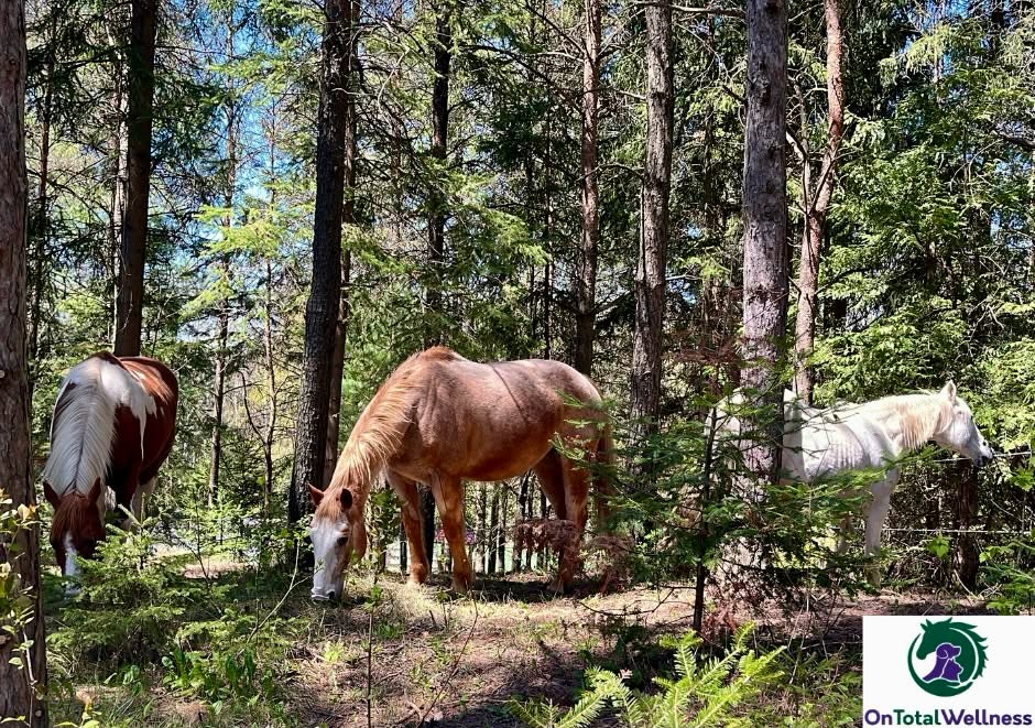 A change of scenery that encourages relaxation, movement, and overall wellbeing for the horses
#horses #horselove #EquineWellness #equinehealth #mindfulmoments
@ontotalwellness