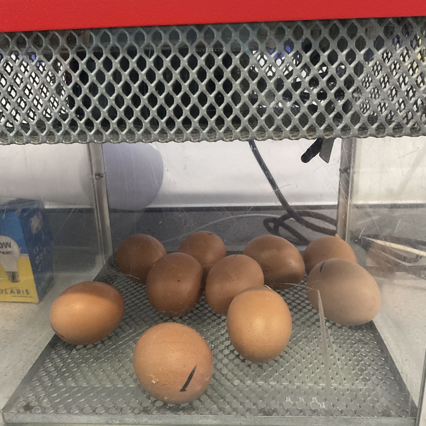 Our living eggs have arrived for another year! π₯π£π₯
We have already spotted slight movements and tiny cracks have started to appear as the baby chicks begin to hatch. We can't wait to love and nurture them as they spend their first few days with our Nurture class.
#lovelearnlead #putstambrose1st #babychicks #livingeggs