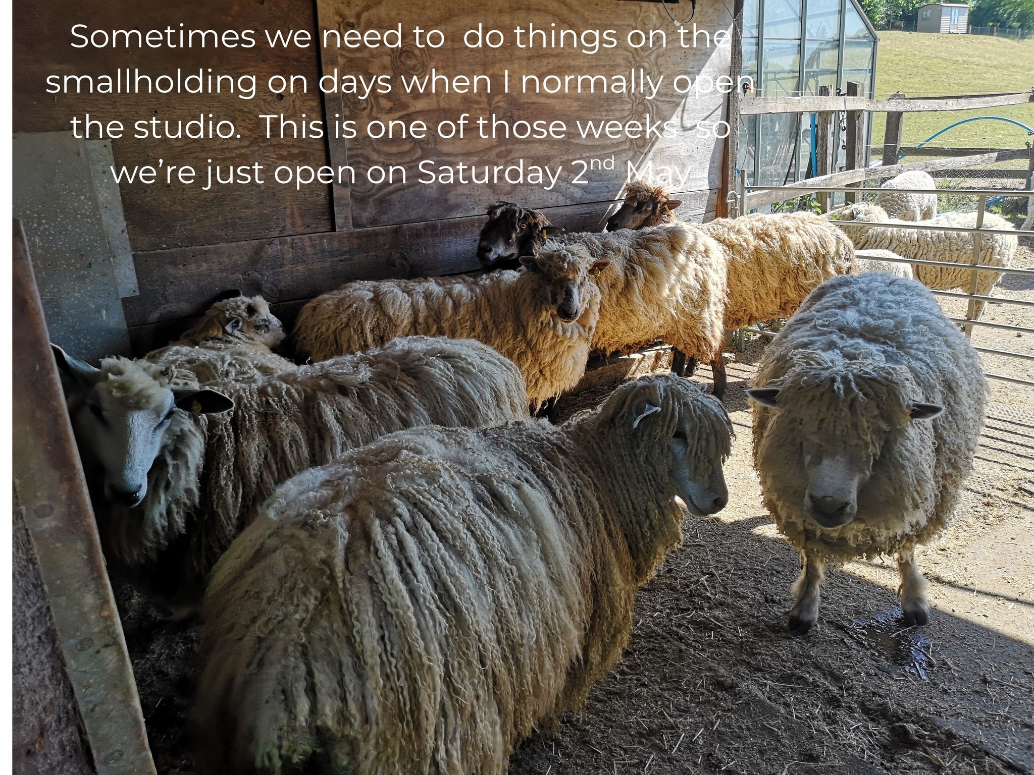 In case you're thinking of popping to the Studio this week, we're only open on Saturday 2nd May.
It's shearing time for us this week which is more time consuming than it sounds what with moving all the sheep back to the smallholding in good time, working out the shearing order so I can keep track of who's fleeces are who's, taking the opportunity to check and trim feet as well as applying a preventative treatment for fly strike. And then taking the sheep back to their summer grazing.
It's an effort, but I will have 22 lovely fleeces at the end of so well worth it!
#hobbyfarm #smallholder #leicesterlongwool #rarebreedsheep #shearing #backtobasics