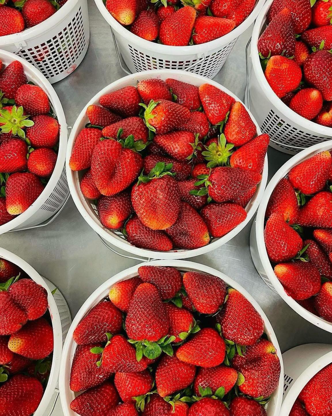 🍓Strawberry Season!
🍓Strawberry Salad! Fresh sliced local strawberries, citrus candied pecans, goat cheese, basil from @tygerriversf , red onion, organic baby spinach, and homemade strawberry basil dressing!
🍓Strawberry Shortcake Cheesecake! Vanilla cheesecake swirled with strawberry jam on top of gluten free shortbread crust. Finished with strawberry shortcake crumble & sweetened whipped cream cheese on top!
😋Enjoy both at all Sidewall Pizza locations for a limited time!
#strawberry #salad #cheesecake #glutenfree #greenville360