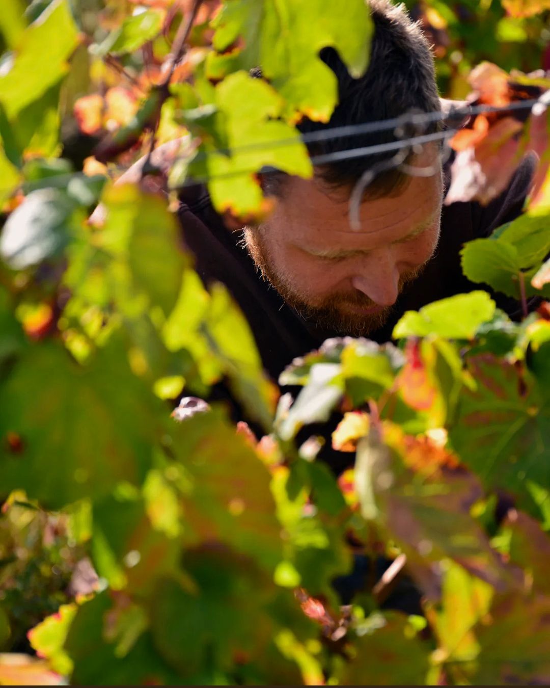 Desde el Valle del Loira, recibimos @jardinstheseiis, un proyecto de pequeña producción que trabaja parcelas muy limitadas, con vendimia manual y una elaboración centrada en preservar la identidad de cada variedad.
Su enfoque se traduce en fermentaciones espontáneas, uso muy contenido de sulfitos y una crianza respetuosa que evita enmascarar el perfil del vino.
Incorporamos tres nuevas referencias a nuestro catálogo:
🍷 Sauvignon Blanc 2022: fresco, preciso y de marcada expresión varietal.
🍷 Pineau d’Aunis 2023: delicado, especiado y de gran fluidez.
🍷 Côt 2020: profundo, estructurado y con notable capacidad de guarda.
Tres vinos que reflejan con claridad la personalidad del Loira y el trabajo en viñedo.
📦 Disponibles en Tierra