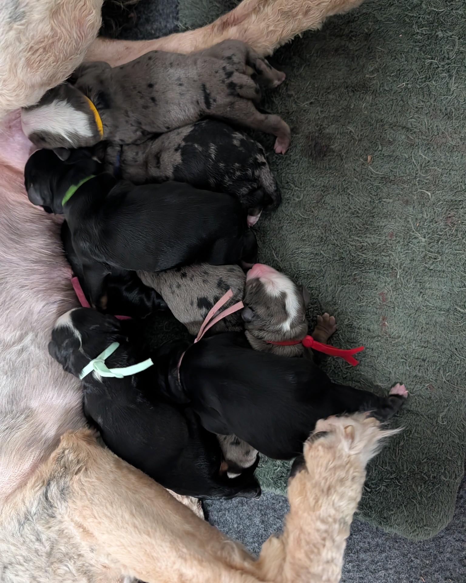 Well, Penny decided to surprise us very early this morning with her puppies arriving! 😍
We have 5 boys and 3 girls!
#bernedoodles #minibernedoodles #minibernedoodlepuppies