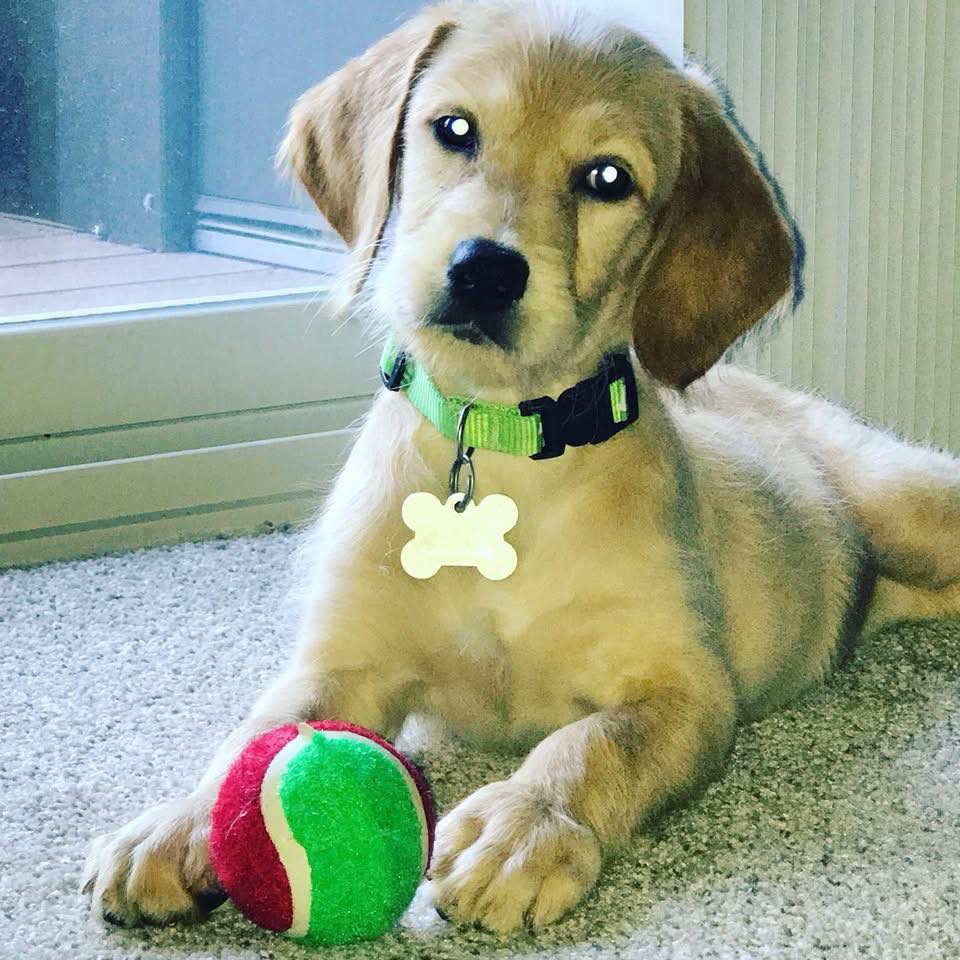 Happy 9th Birthday, Oliver! Cant believe weve been caring for you since you were a puppy! 🤯💙
Drop a treat (or two) in the comments to help us celebrate this goodest birthday boy! 🐾🎉