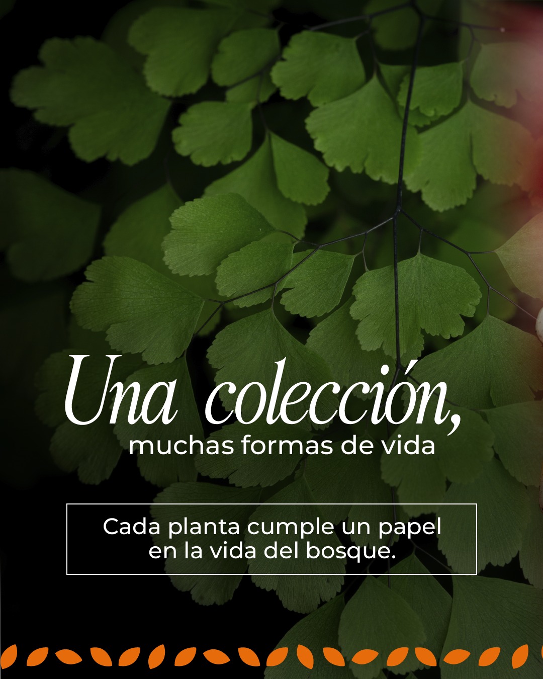 En el bosque, cada planta es protagonista. 🌸✨
Cada hoja, raíz y flor juega un papel estratégico para mantener el equilibrio de nuestros ecosistemas. Al igual que en una gran alianza, el bosque funciona porque cada especie cumple su misión vital: desde purificar el aire y regular el agua, hasta ser el refugio y alimento de nuestra fauna silvestre.
¡Ven y conoce más sobre cada una de ellas!
🎟️ Compra tu entrada y planea tu escape aquí: www.jardinbotanicodecali.com.co/visita
#JardínBotánicoDeCali #Cali #BienestarEnLaNaturaleza #Flora