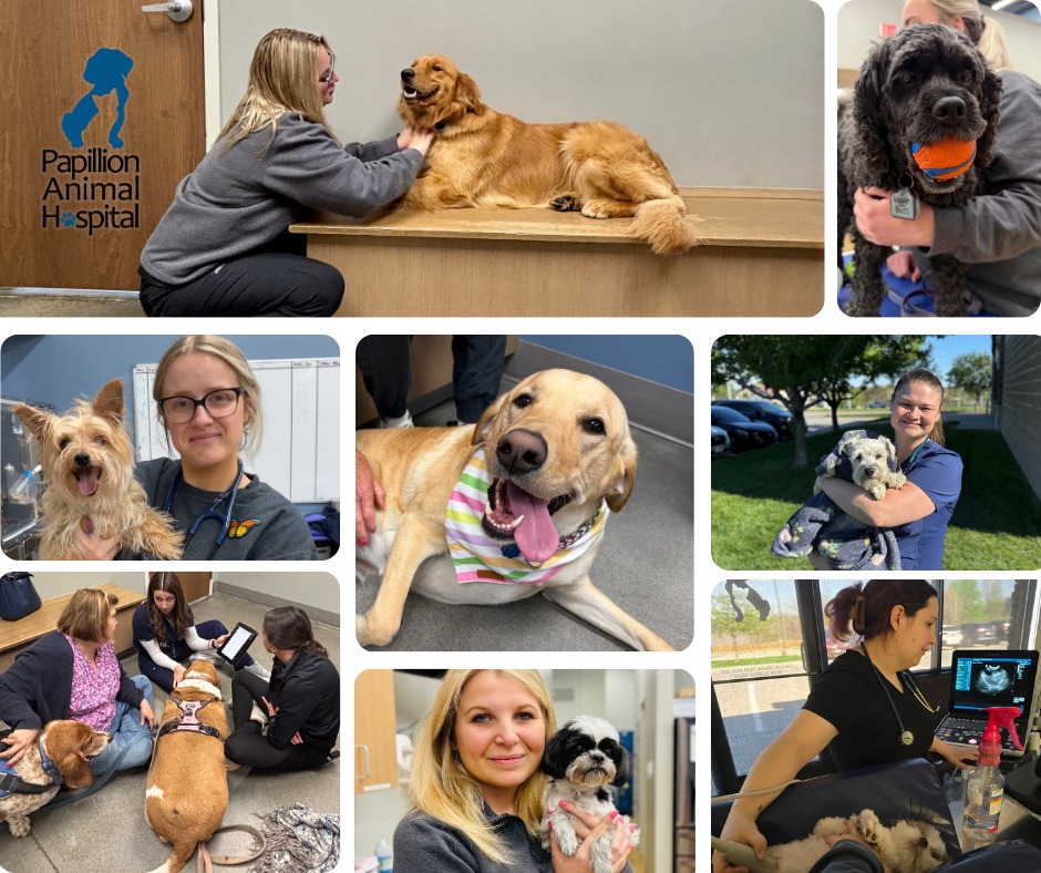 The best part of our job will always be the pets we care for and the people who love them. 🐾🩵
Our PAH family keeps growing and we're accepting new patients!
𝐂𝐮𝐫𝐫𝐞𝐧𝐭 𝐜𝐥𝐢𝐞𝐧𝐭𝐬 - 𝐰𝐡𝐚𝐭 𝐝𝐨 𝐲𝐨𝐮 𝐥𝐨𝐯𝐞 𝐚𝐛𝐨𝐮𝐭 𝐏𝐀𝐇?
Come join the pack.
402-331-3307
papillionanimalhospital.com