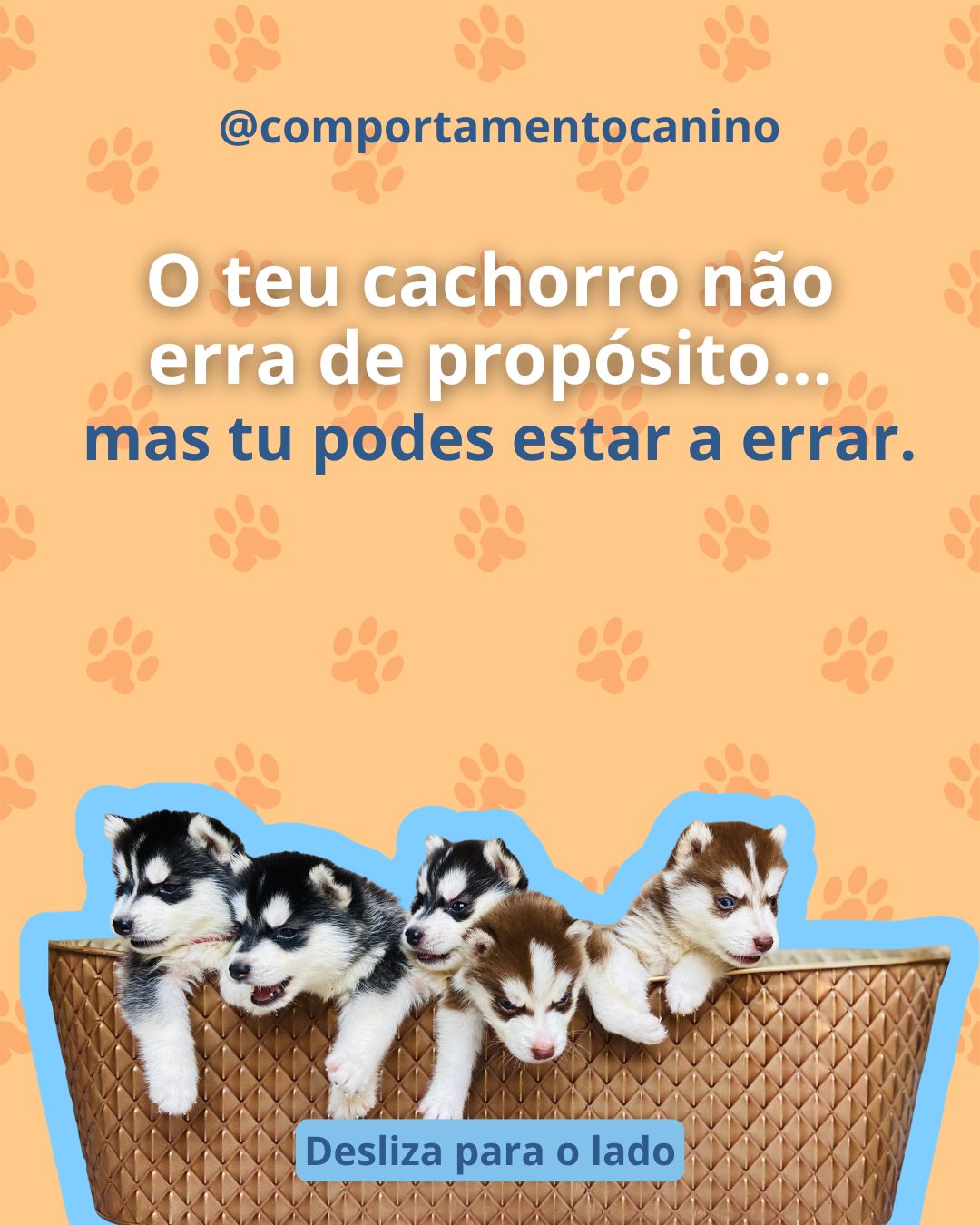 O teu cachorro não está a errar de propósito.
Na maioria das vezes, ele só não sabe o que esperas dele.
Antes de corrigir, ensina.
Define rotinas, limita o espaço e reforça quando ele acerta.
É assim que ele aprende 🐾
