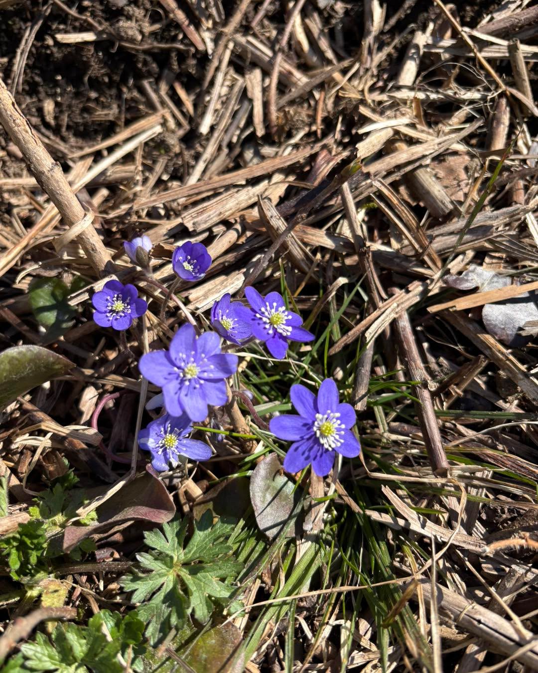 Så heldig å få med blåveis når jeg fikk syrinavlegger fra en nabo🤩Jeg har ønsket meg blåveis - og det fikk jeg🥰