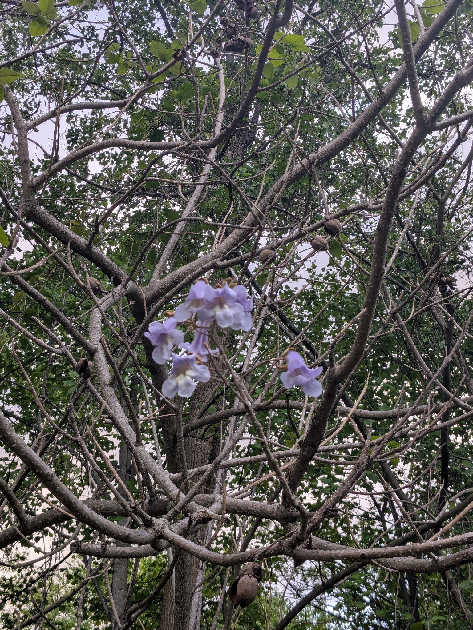 Yesterday, my mother in law pointed out that we have a foxglove tree in our backyard! I quickly found this great article on the symbolism and lore of the foxglove. Link shared in the comments. Confirmed that I am indeed sensing the fairies out and about. Blessed Beltane! #beltaneblessings #fairieslivehere