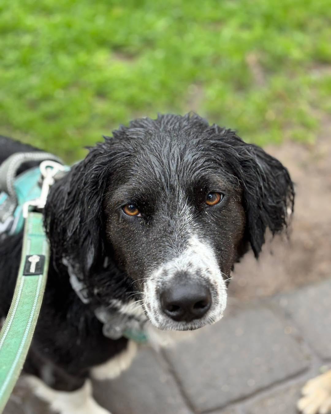 Sherlock wins the #soggydoggy award today! #muttsofinstagram #aprilshowers 📸 by AB