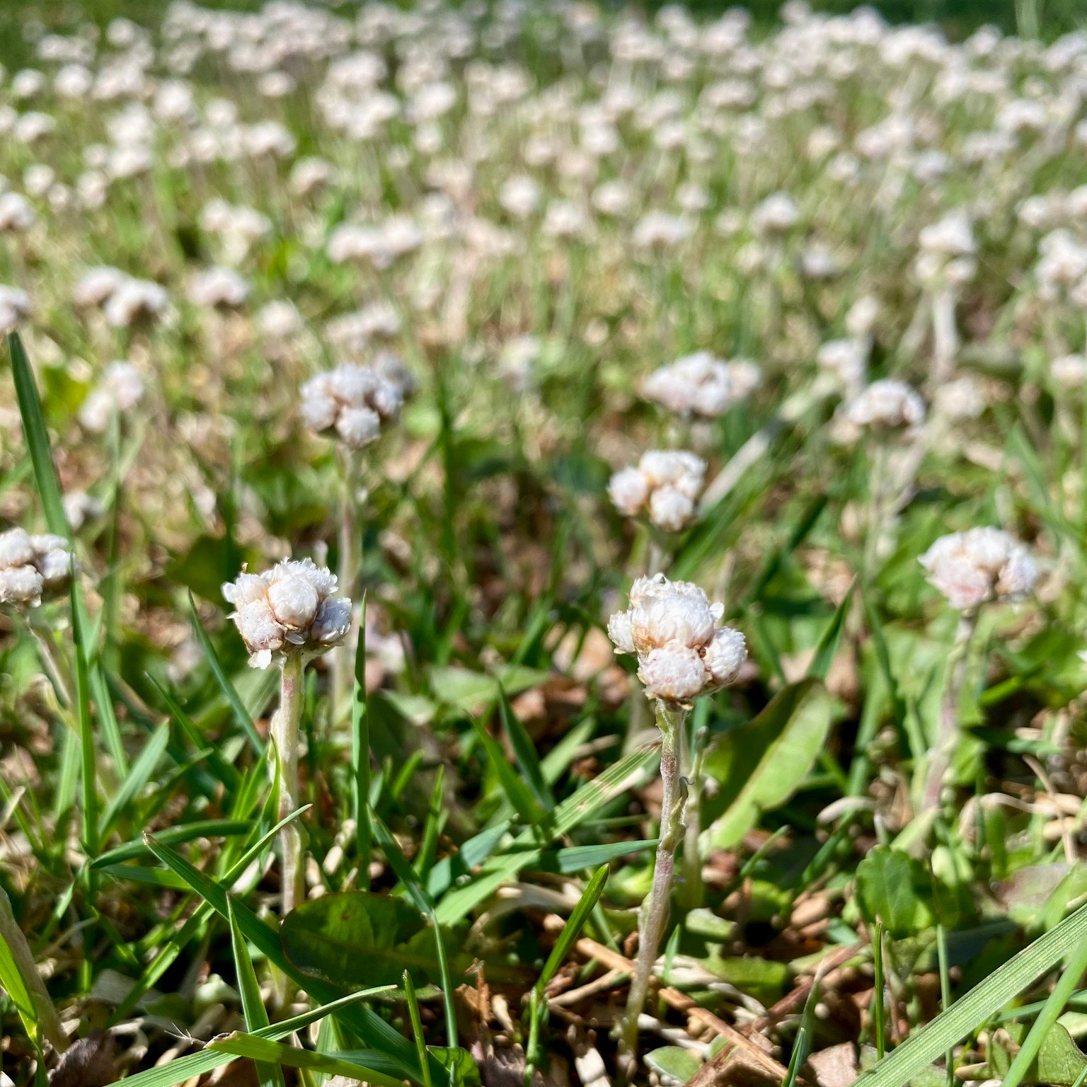 Soft, subtle, and easy to miss if you’re not looking...Pussytoes are starting to bloom! 🤍
These low-growing native plants form silvery mats of fuzzy leaves, topped with tiny flower clusters that look just like little cat paws (hence the name!). They’re a quiet early-season bloomer, but an important one. The American Lady butterfly caterpillars rely on them as a host plant 🐛🦋
Perfect for dry, sunny spots, rock gardens, or anywhere you need a tough groundcover that still brings a bit of charm.
Keep an eye out… once you notice them, you’ll start seeing them everywhere 🌿