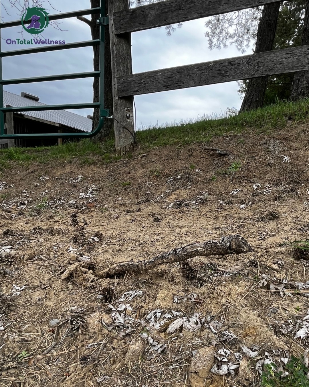 #TrackTipTuesday #TTT Spring is the perfect time to walk your paddocks and look closer at the ground
In tree-lined areas, thawing soil can reveal exposed roots that can become tripping hazards for horses. A quick scan can help you keep your paddocks safer as conditions shift through the season
Our online course From Paddock to Paradise covers everything you need to confidently build and maintain a track system for your horses, ponies, or donkeys
From Paddock To Paradise | ONTW https://share.google/cEPySQXwzFxSfIIFr
#equinesafety #trackmaintenence #paddockcare