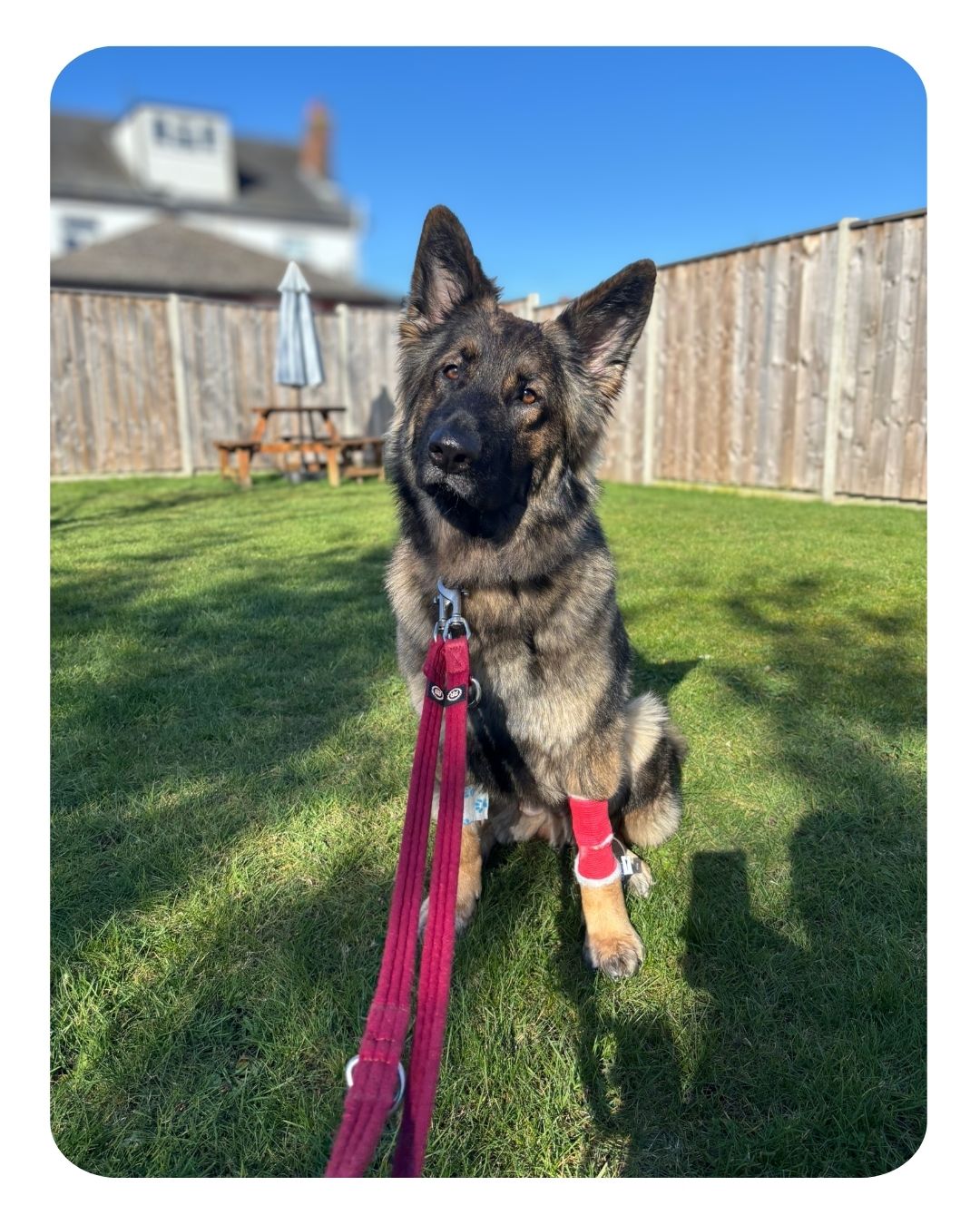 Meet the lovely Ruby🐾
Ruby came in for her keyhole spay, but at the same time also had keyhole elective gastropexy.
An elective gastropexy is a surgery sometimes performed in deeper chested dogs at the same time as neutering. Deeper chested dogs can be prone to a life threatening condition known as a GDV (gastric dilatation volvulus)- also referred to as bloat- where the stomach twists back on itself cutting off its own blood supply. In an elective gastropexy the outside of the stomach is stitched to the side of the body wall, hopefully preventing the stomach from twisting and the dog getting a GDV in the future. The majority of dogs show no issues following this procedure, and it may even save their lives further down the line.
Thanks to all the team at Ipswich and her lovely owners Ruby did brilliantly post operatively and his now back to her normal self👏
If you own a deep chested breed or would like to discuss elective gastropexy in any more detail please call your local branch via the numbers below:
Woodbridge: 01394 380083
Ipswich: 01473 274040
Felixstowe: 01394 284554
Rendlesham: 01394 420964