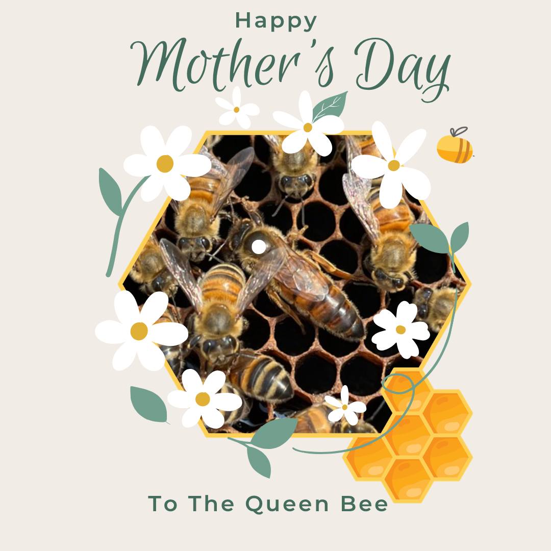 ๐ธ๐ฏ Happy Motherโs Day from Howlandโs Honey! ๐๐
Today weโre celebrating all the amazing momsโand in the hive, that spotlight belongs to the Queen Bee. Sheโs the heart of the colony, laying thousands of eggs and ensuring the hive thrives. Every busy, buzzing worker bee owes its start to her. ๐๐
Just like the Queen, moms everywhere keep things running, nurture those around them, and somehow make it all look effortless (even when itโs not!). ๐
This Motherโs Day, take a moment to show your appreciationโwhether itโs a sweet treat, a warm hug, or a drizzle of local honey in breakfast made with love. ๐๐ฏ
From our hive to your home, thank you to all the queens out there. ๐
#MothersDay #QueenBee #HowlandsHoney #SweetAsHoney