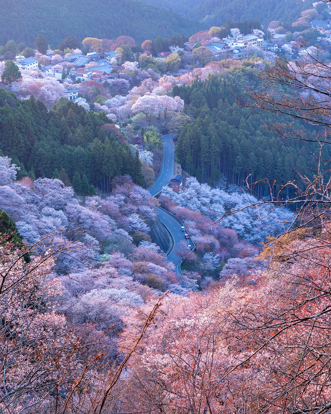 A Thousand Petals in Harmony
•
I remember standing there looking down at that winding road, trying to take it all in, but it almost felt unreal. Every layer of the valley had a different shade of pink, mixed with the deep green of the forest, like everything was quietly blending together. Cars passed every now and then, but they felt so small in that scene. It was one of those views where you just stop thinking and stay a bit longer 🌸
•
Swipe ➡️ for the print version!
•
@sonyalpha #sonyalpha7iii FE 24-105mm f/4 G OSS SEL24105G
•
ISO 100 | f/5 | 1/10s
•
#sakura #sakurablossom #sakura🌸 #flowers #flowerlovers #cherryblossoms #cherryblossomtree #cherryblossom🌸 #桜が満開 #櫻花 #櫻花🌸 #櫻花季🌸 #奈良県 #桜 #満開 #吉野山