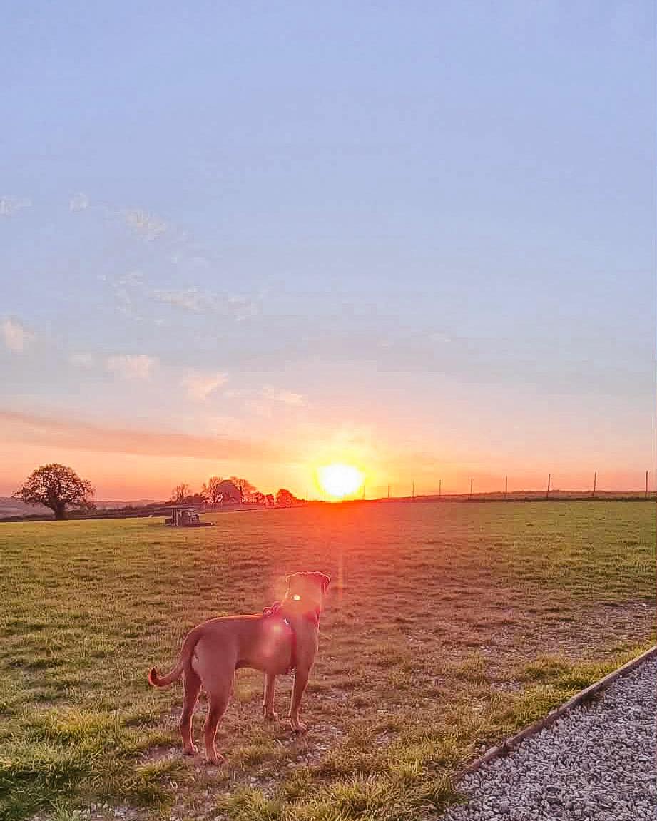 Early starts arenβt so bad when they look like this ππ
Wanderlust Walkies | Secure Dog Fields for Stress Free Walking | Totnes
#SecureDogFields
#SecureDogWalking
#SecureDogWalkingFields
#SecureDogWalkingPark
#WanderlustWalkies