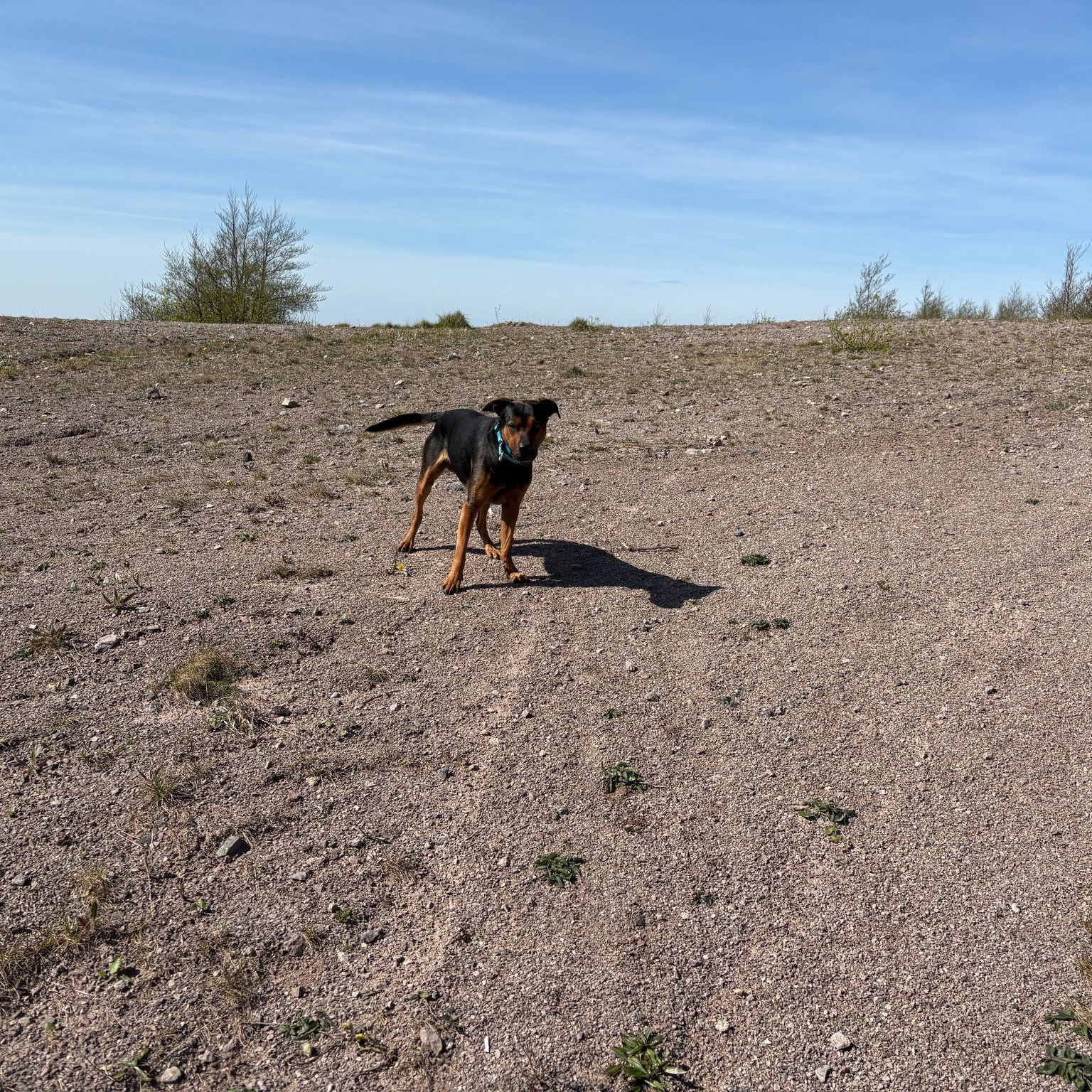 Dave, Buddy and Stanley ๐ถ
We currently have limited spaces for our Group Expeditions!
More information and the enquiry form can be found on our website
https://www.scallywagzpetservices.co.uk/groupexpeditions