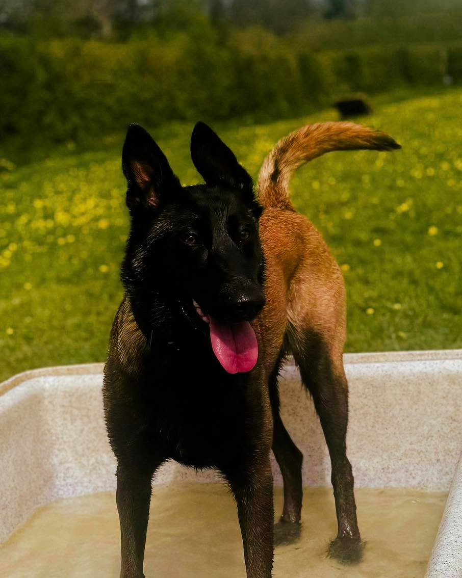 New member to the Wanderlust community, say hello to the very gorgeous Akira ๐
๐The Training Field
#StressFreePets
#SecureDogField
#SecureDogFields
#SecureDogWalking
#BelgiumMalinois