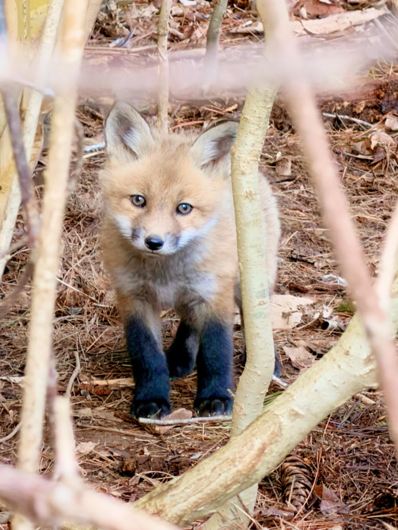 Wittle baby 🦊 #iphonephotography #fox #kit #nature