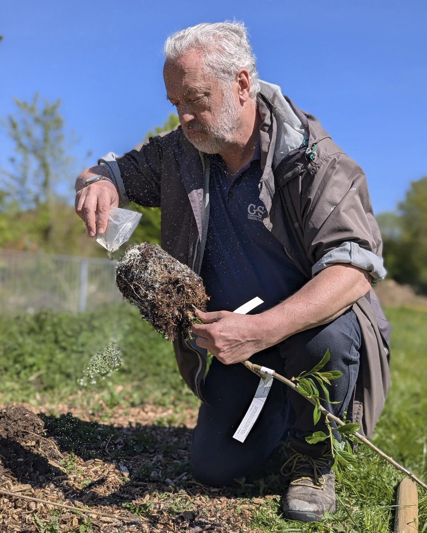 We added a few more trees to #ReasideForestGarden #BalsallHeath this week: #TibetanWhitebeam and #CosfordFilbert.