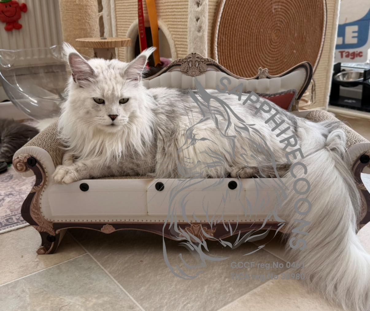 The Queen Mother accepts her royal chaise lounge, judging the peasants with dignity. ๐๐ธ
"Yes, peasant, this size is... acceptable. My tail still has its own zip code, but it will do. You may leave the treats on the side table. No, you cannot sit here." ๐
๐ค
The gremlins have arrived. Itโs no longer a sofa, itโs a mosh pit. ๐ธ๐คช
Either way, the new scratching sofa is Maine Coon approved! โ
#mainecoon #ifitfitsitsits #catboss #fluffycat #cattree #spoiledcat #spoiledcatsofinstagram