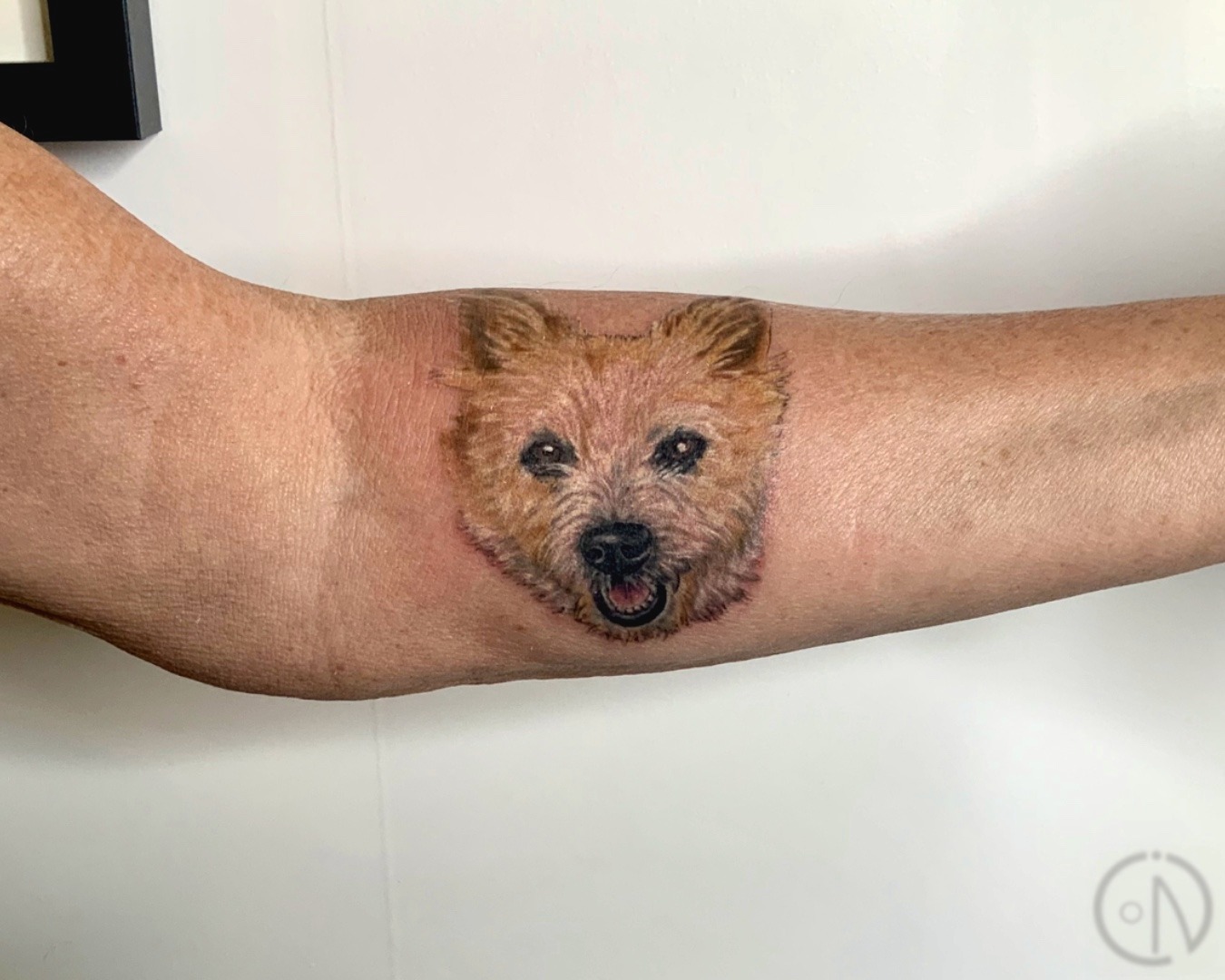 In memory to the best friend and part of the family, that always gives you unconditional love, dogs are the best ! Doggy portrait done for Leanne, thank you so much for your trust and a great day we had.
#whangareitattoo #whangareitattoostudio #whangareitattooartist #tutukakatattooartist #girlstattoo #dogportraittattoo #colourportraittattoo